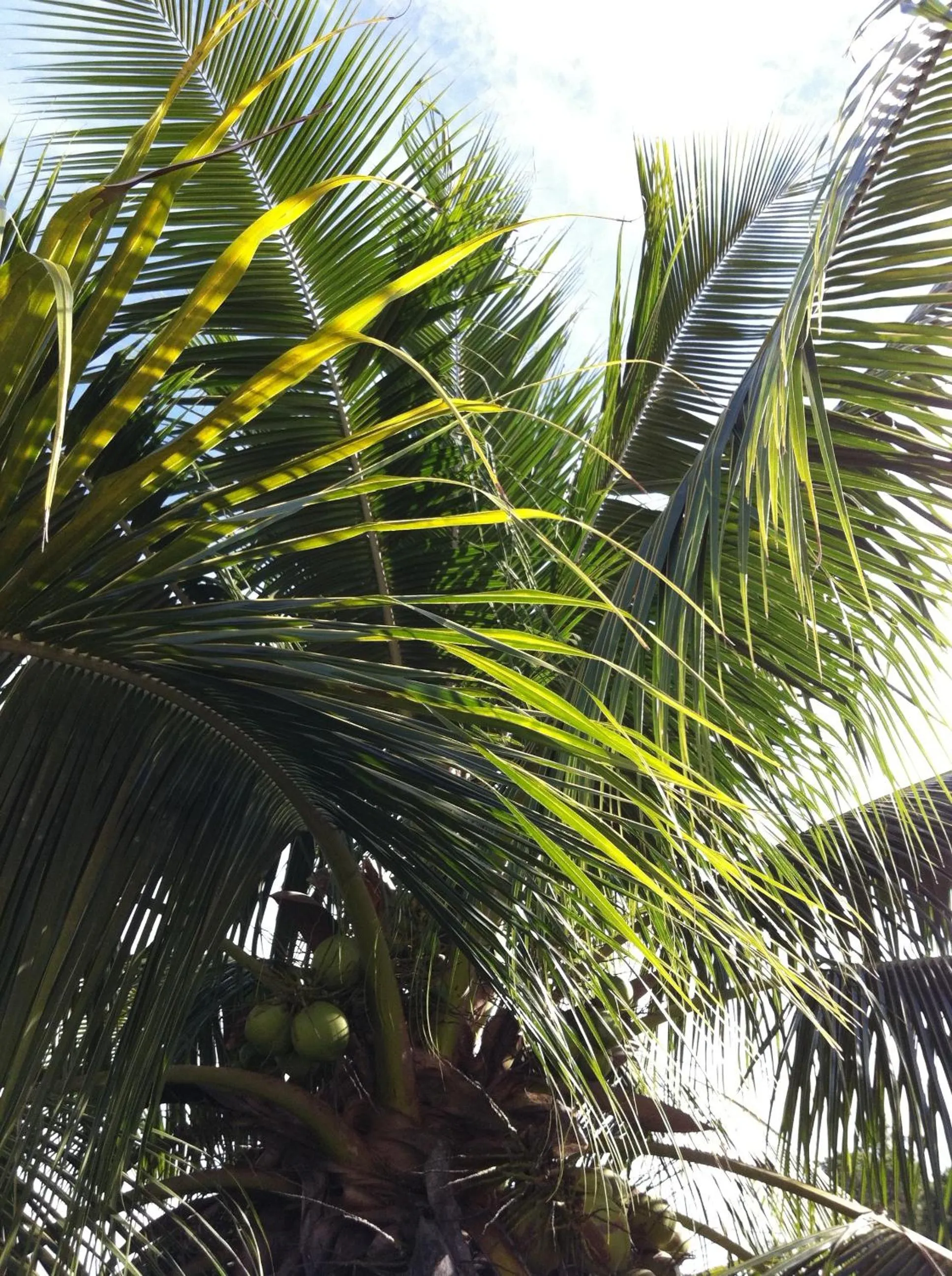 Day in Fare Suisse Tahiti - Guesthouse