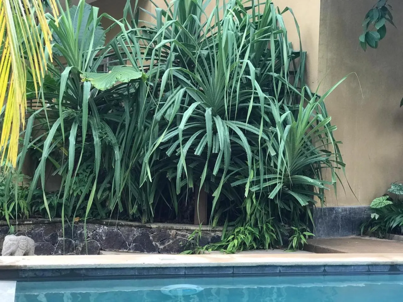 Garden view, Swimming Pool in Aurora