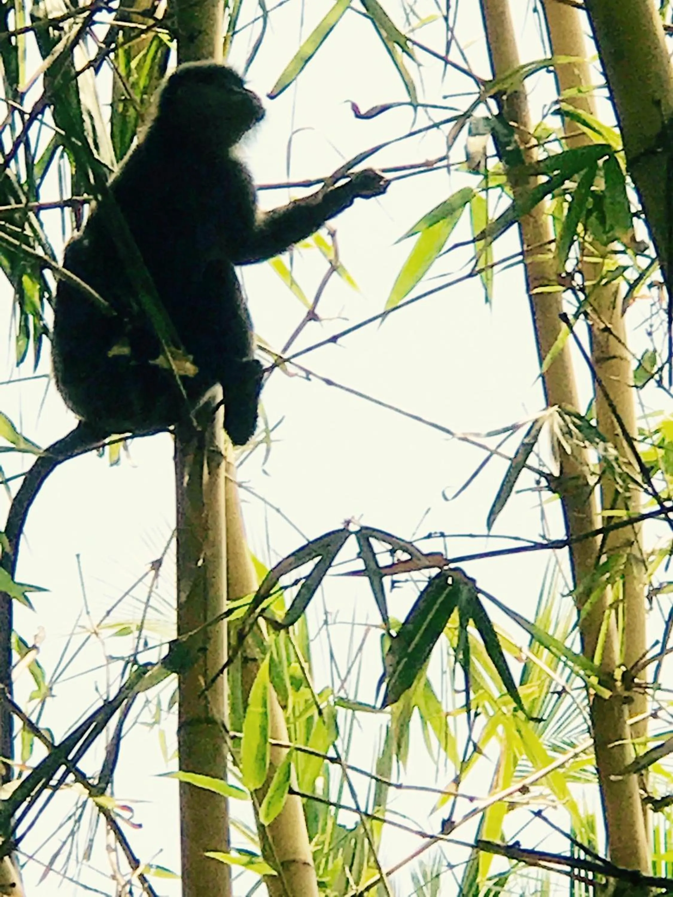 Garden, Other Animals in Aurora