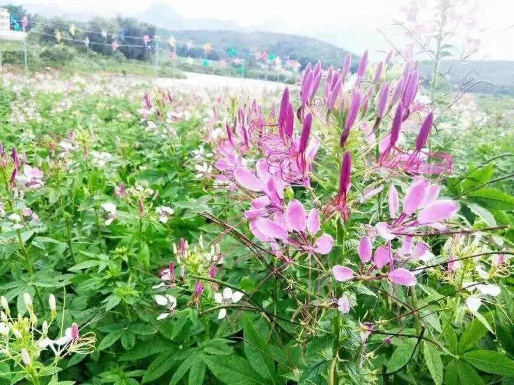 Shaoguan Palace International Resorts