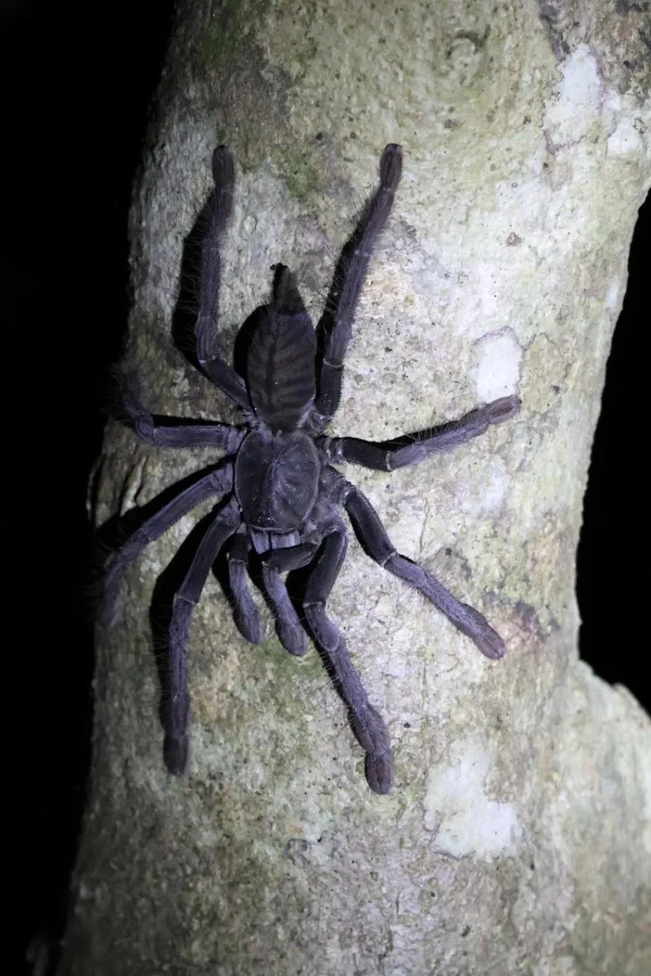 Nearby landmark in Tangkoko Macaca