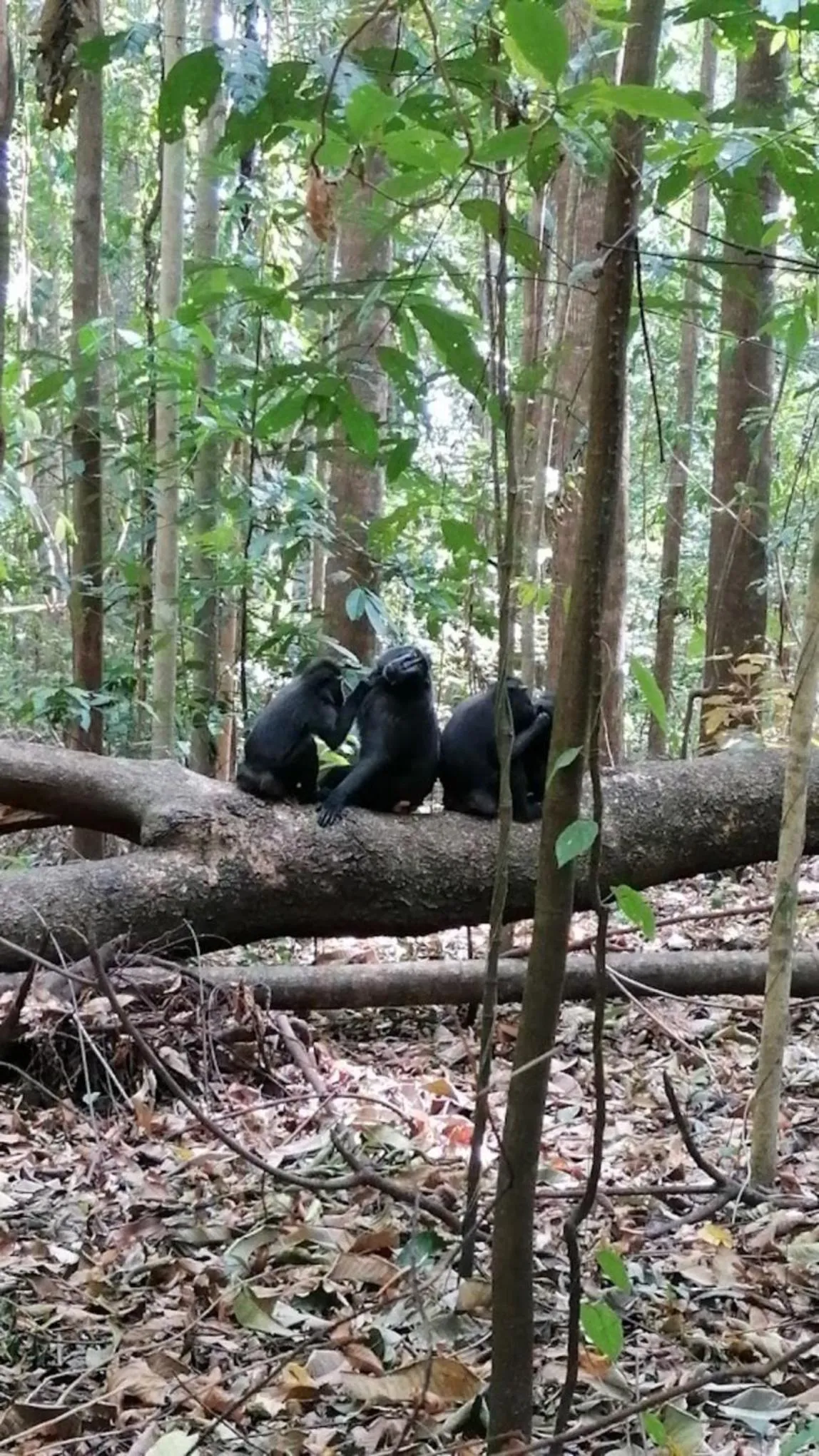 Day in Tangkoko Macaca