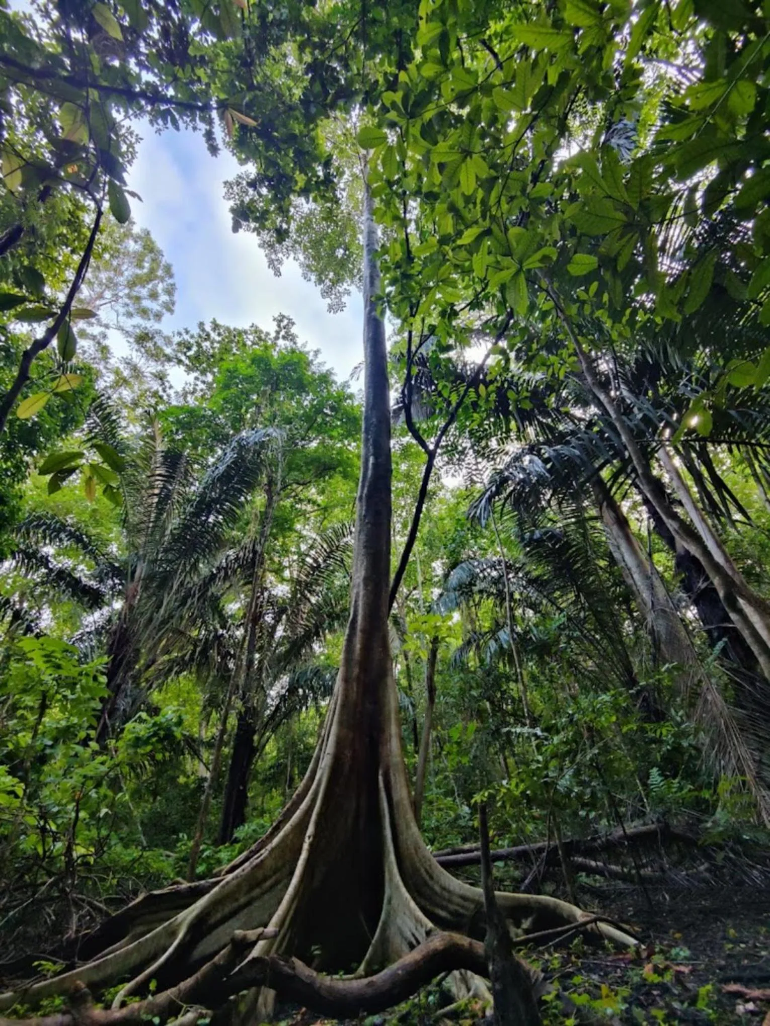 Spring in Tangkoko Macaca