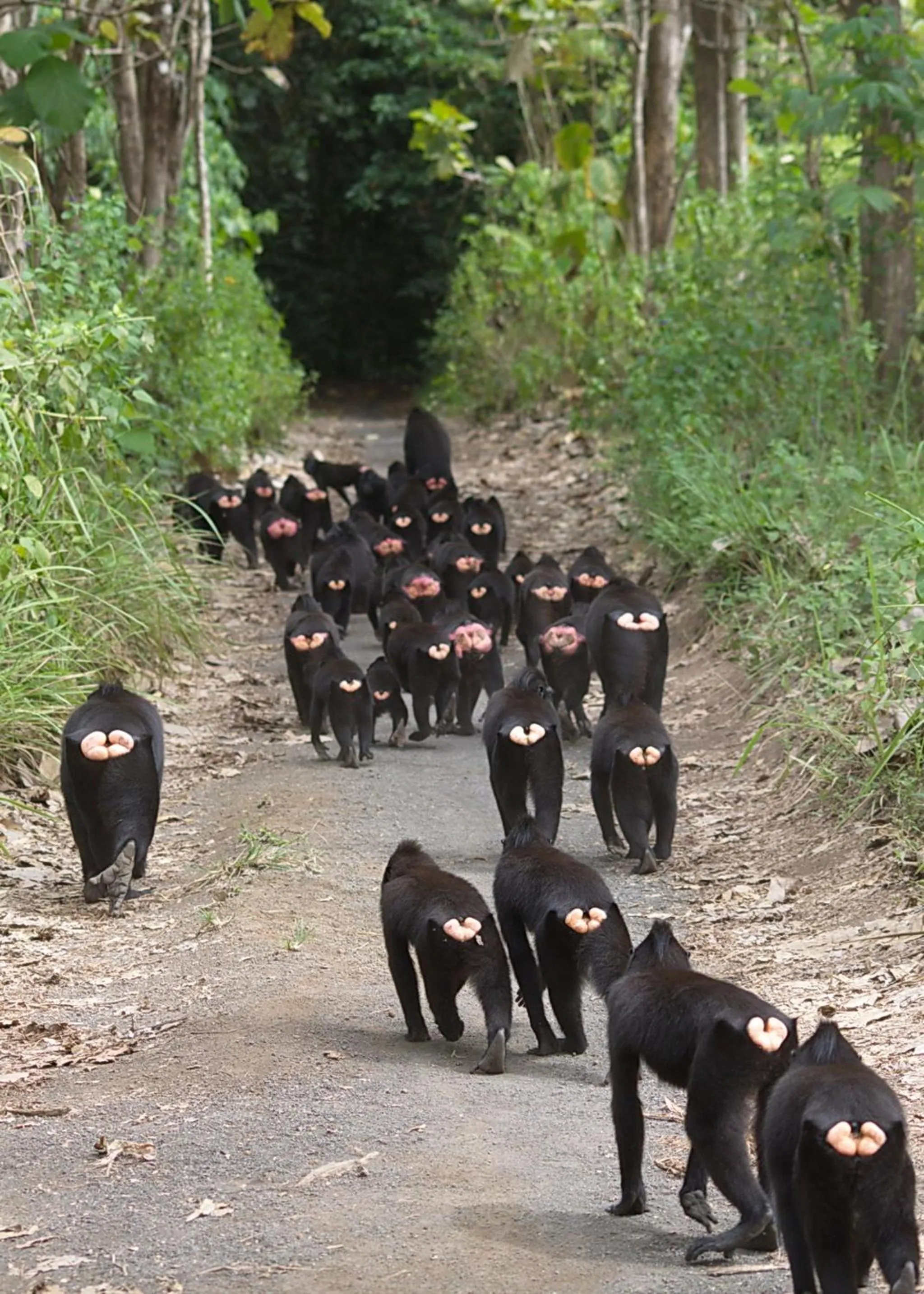 Natural landscape in Tangkoko Macaca
