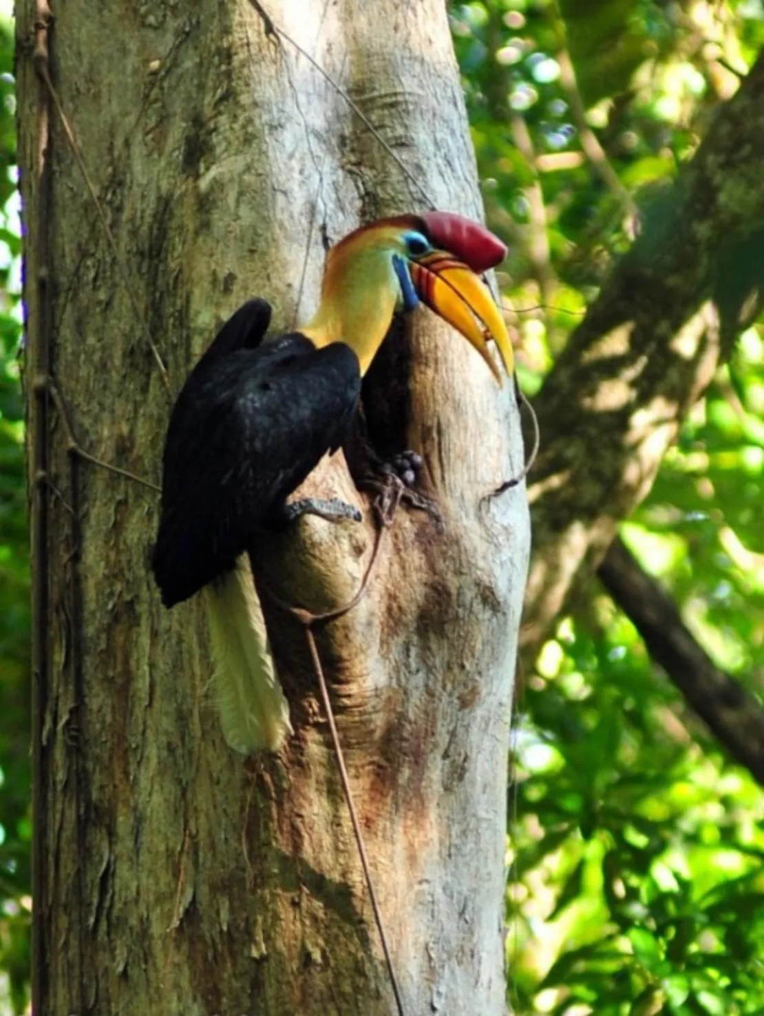 Natural landscape in Tangkoko Macaca