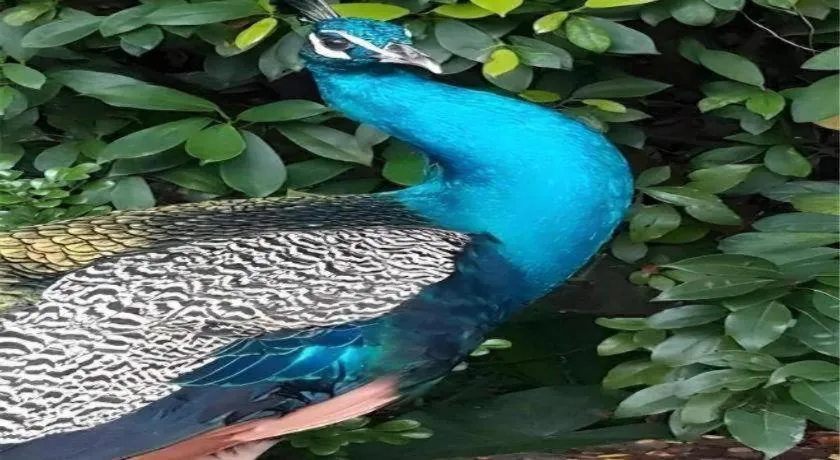 Dongguan MCB Lake Hotel