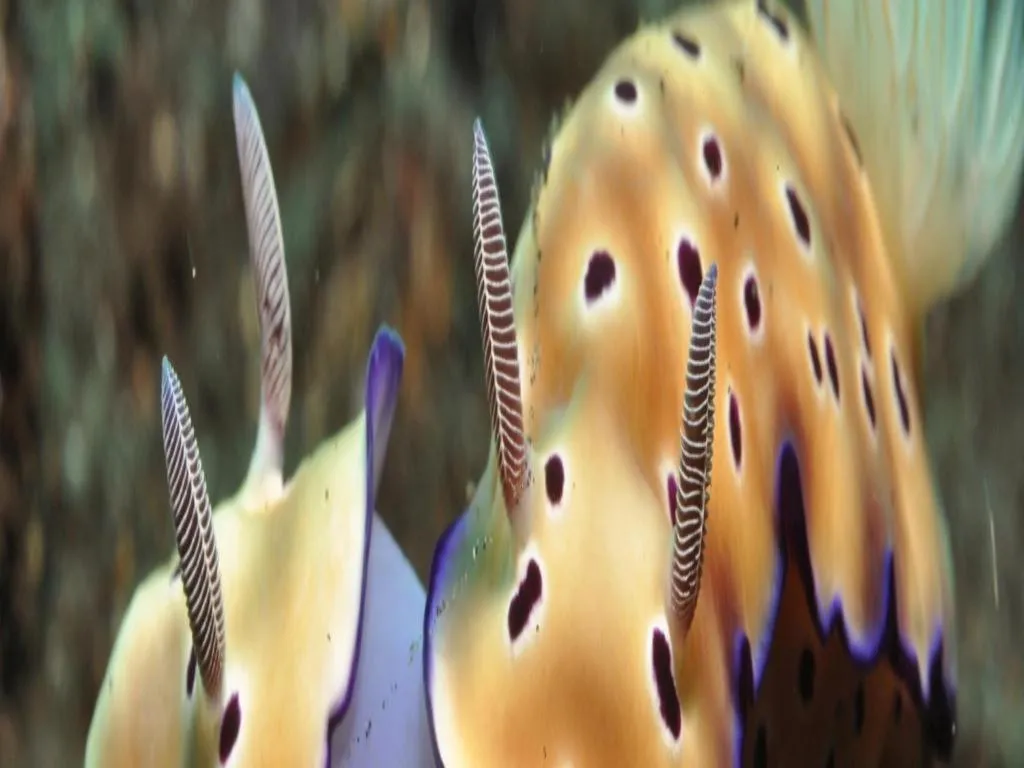 Tulamben Wreck Divers Resort & Restaurant