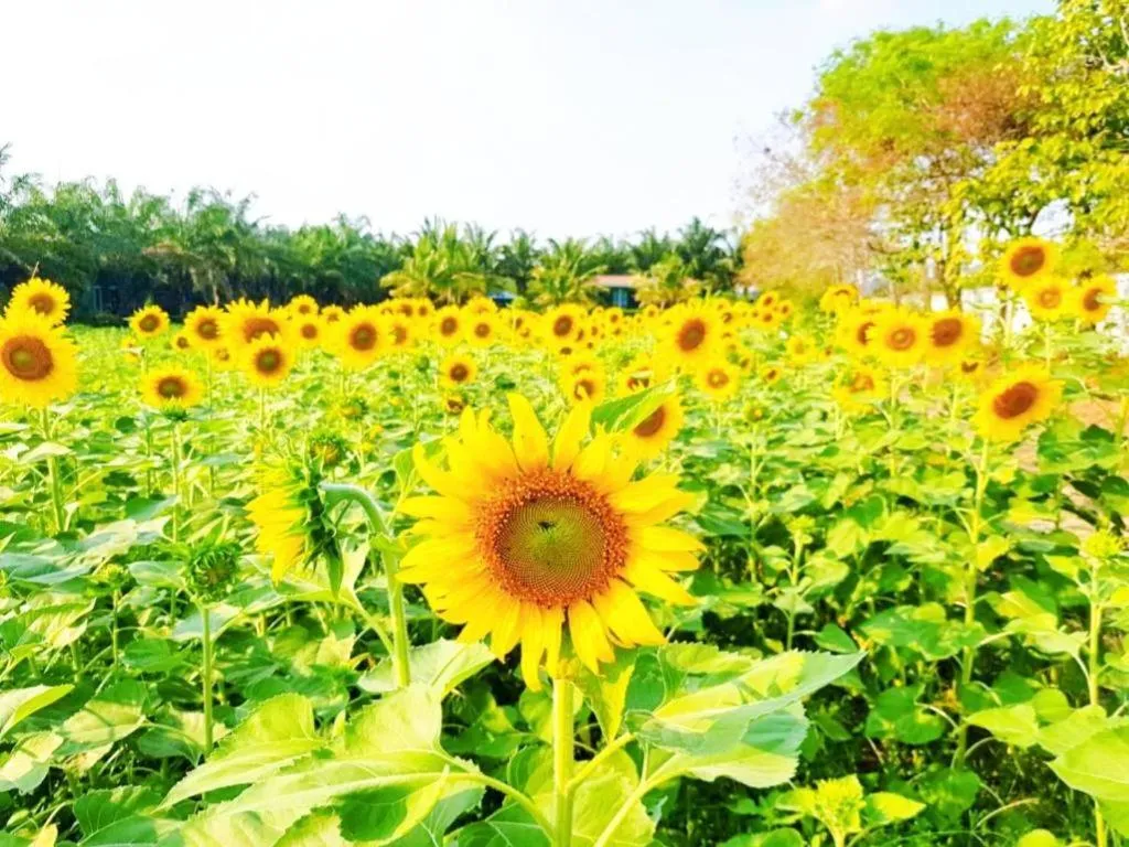 Thaiasia Goldensea Resort