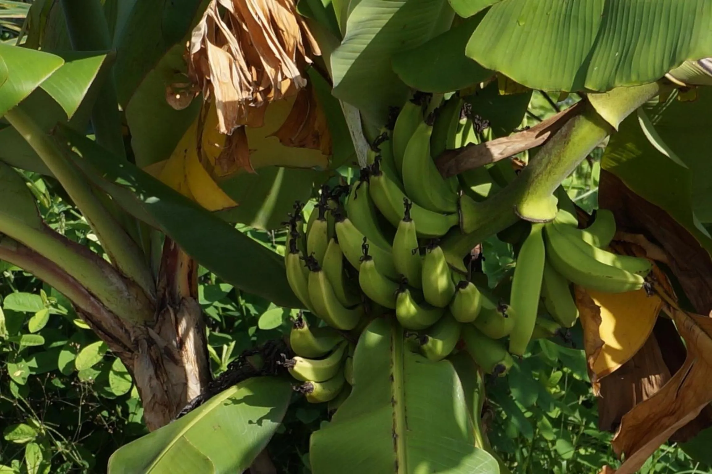 Garden in Lemon Creek Hotel Resort