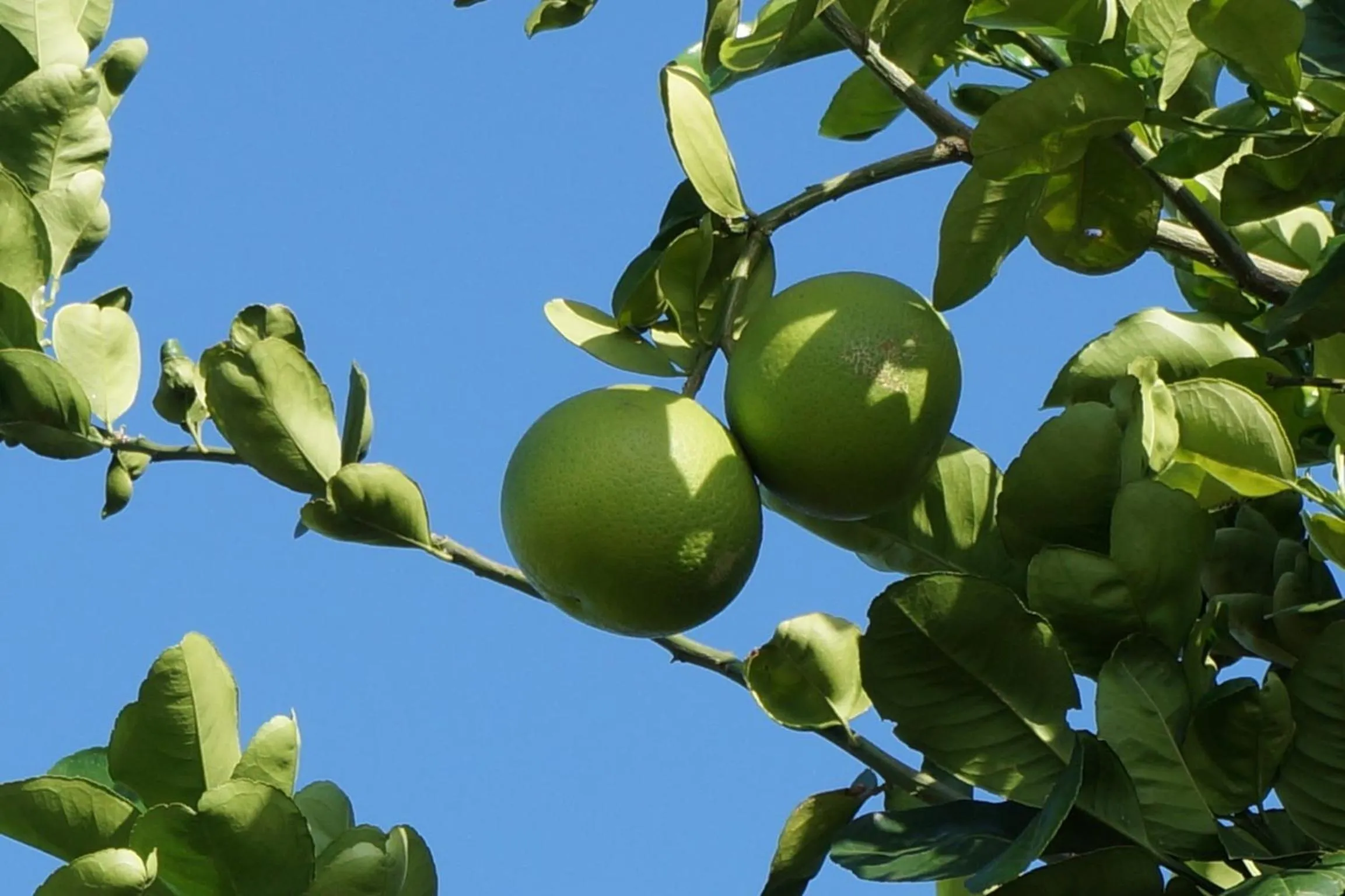 Garden in Lemon Creek Hotel Resort
