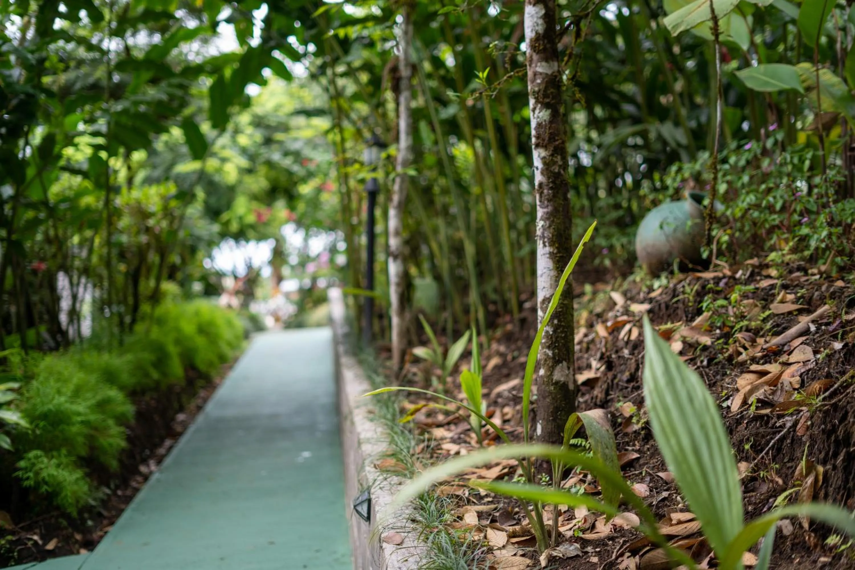 Garden in Cabañas Green House