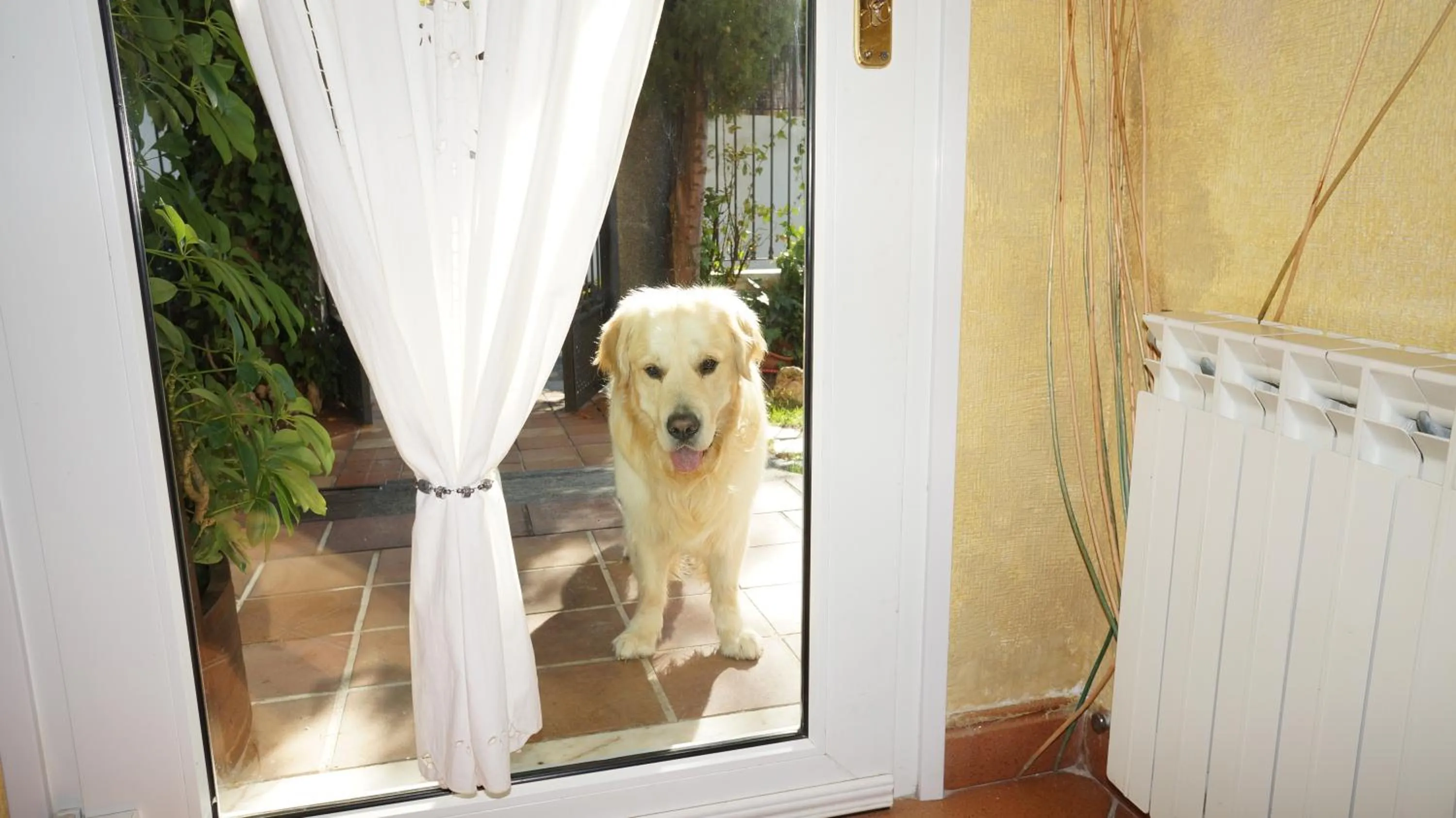 Animals in Hotel El Balcon de las nieves