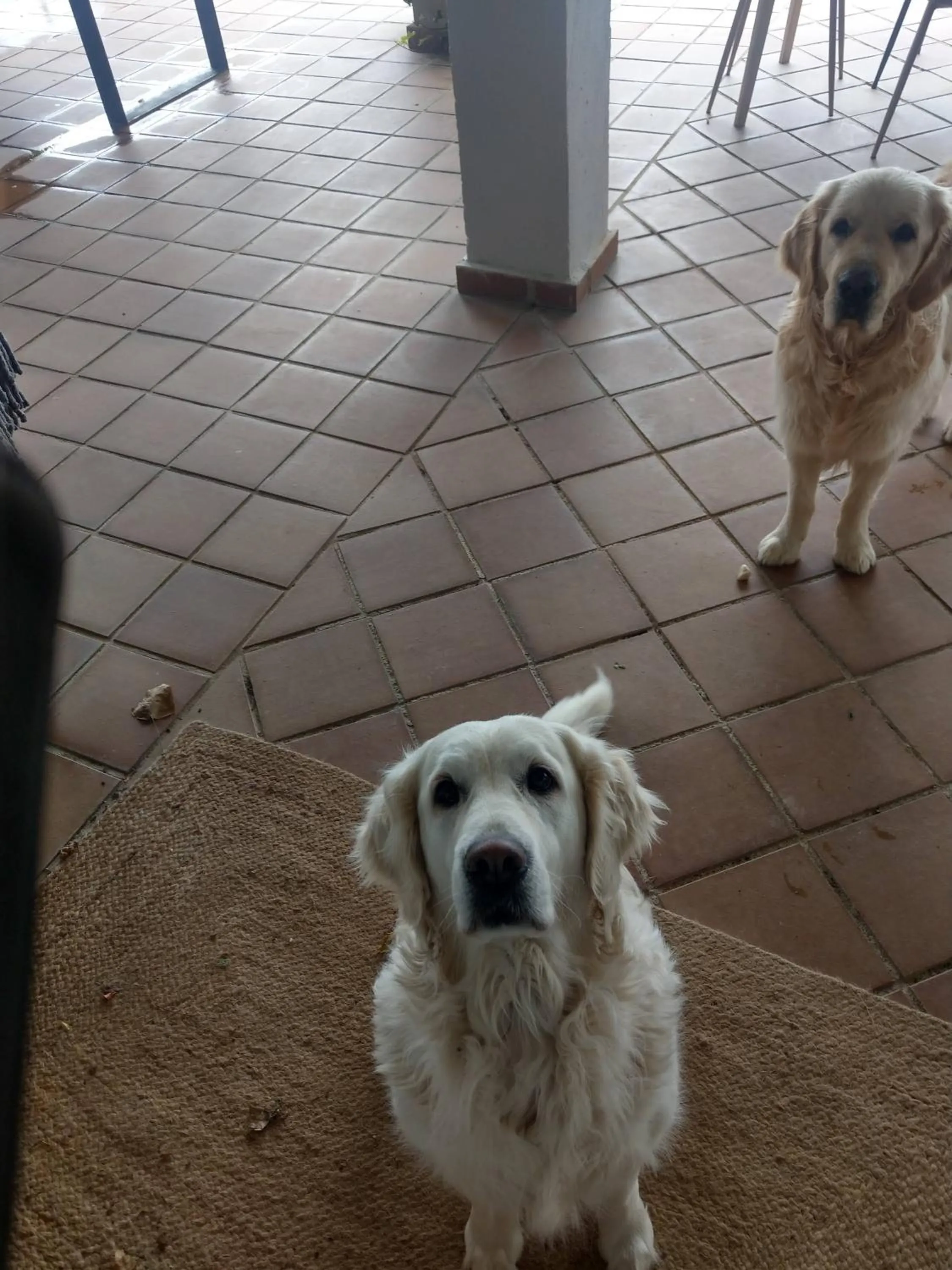 Pets in Hotel El Balcon de las nieves