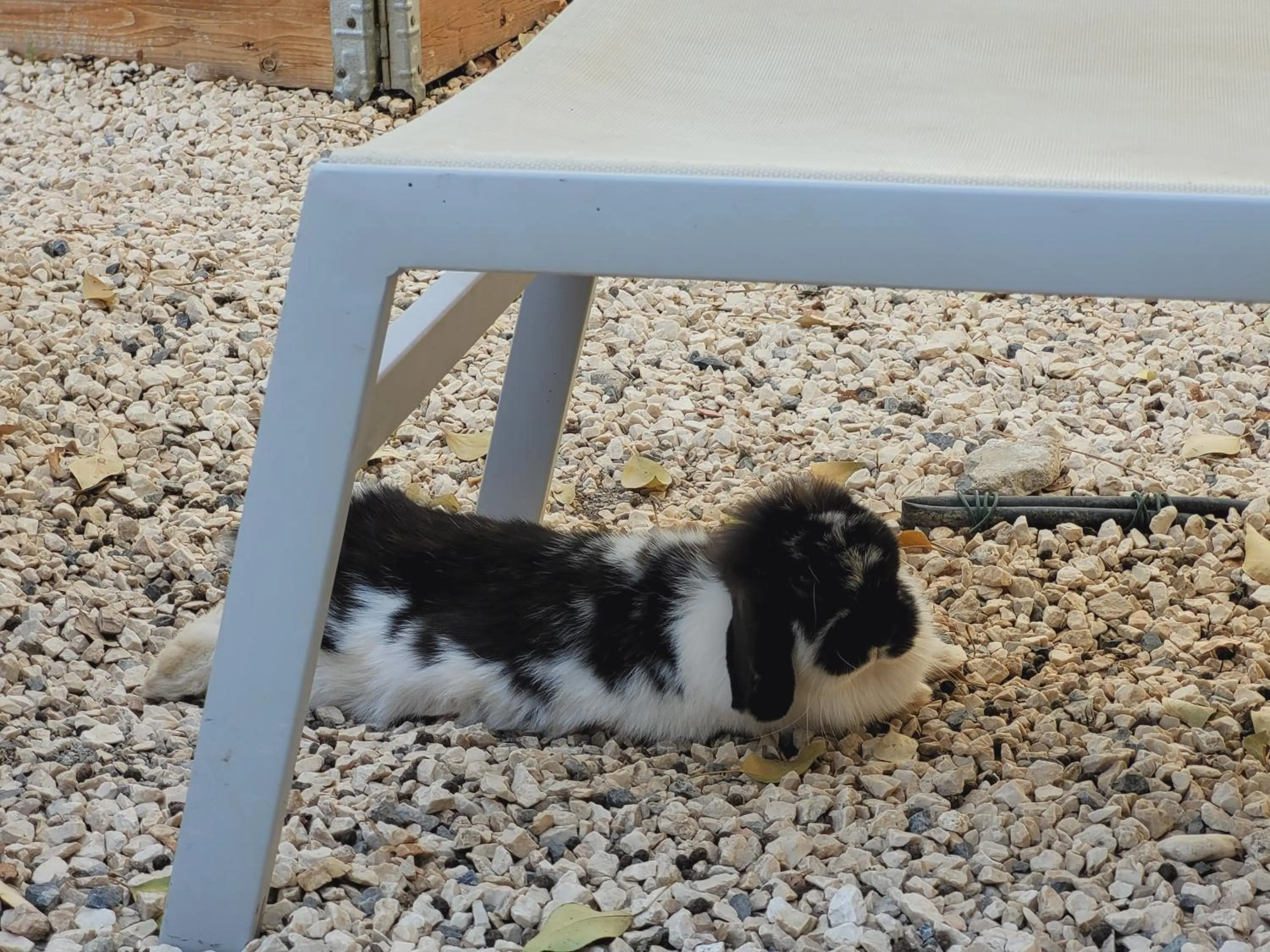 Pets in Hotel El Balcon de las nieves