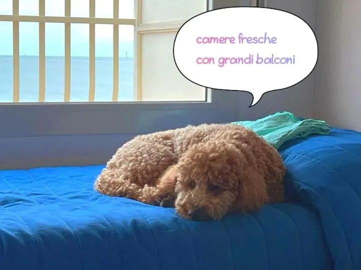 Animals in Hotel Buenos Aires