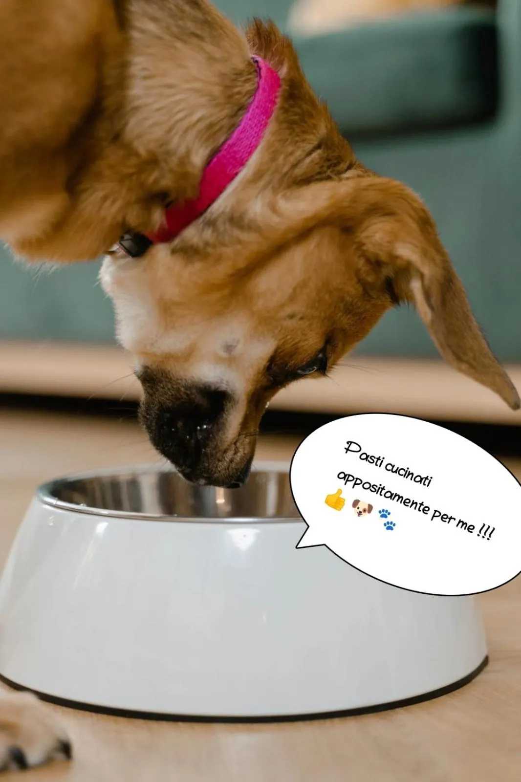 Animals in Hotel Buenos Aires