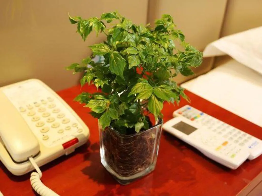 GreenTree Inn Shanghai Gongkang Road Branch