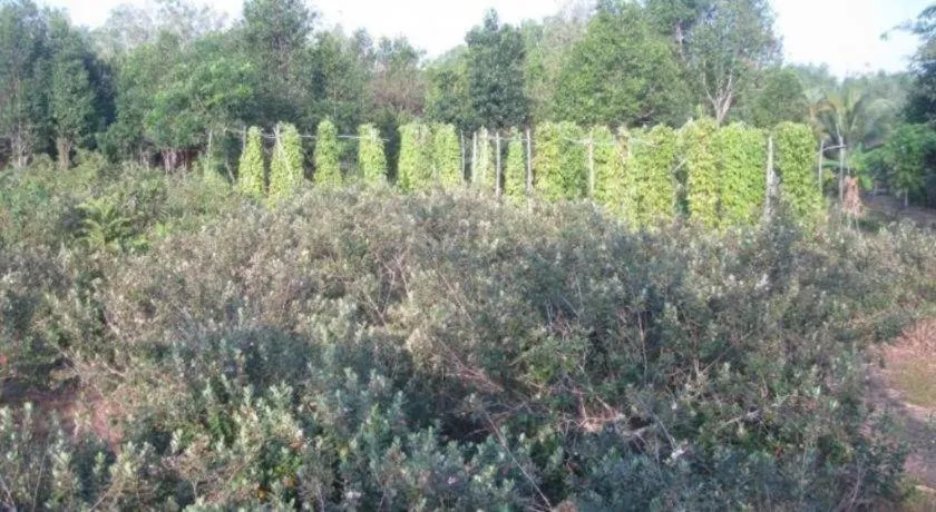 Pepper Farm Phu Quoc Bungalow