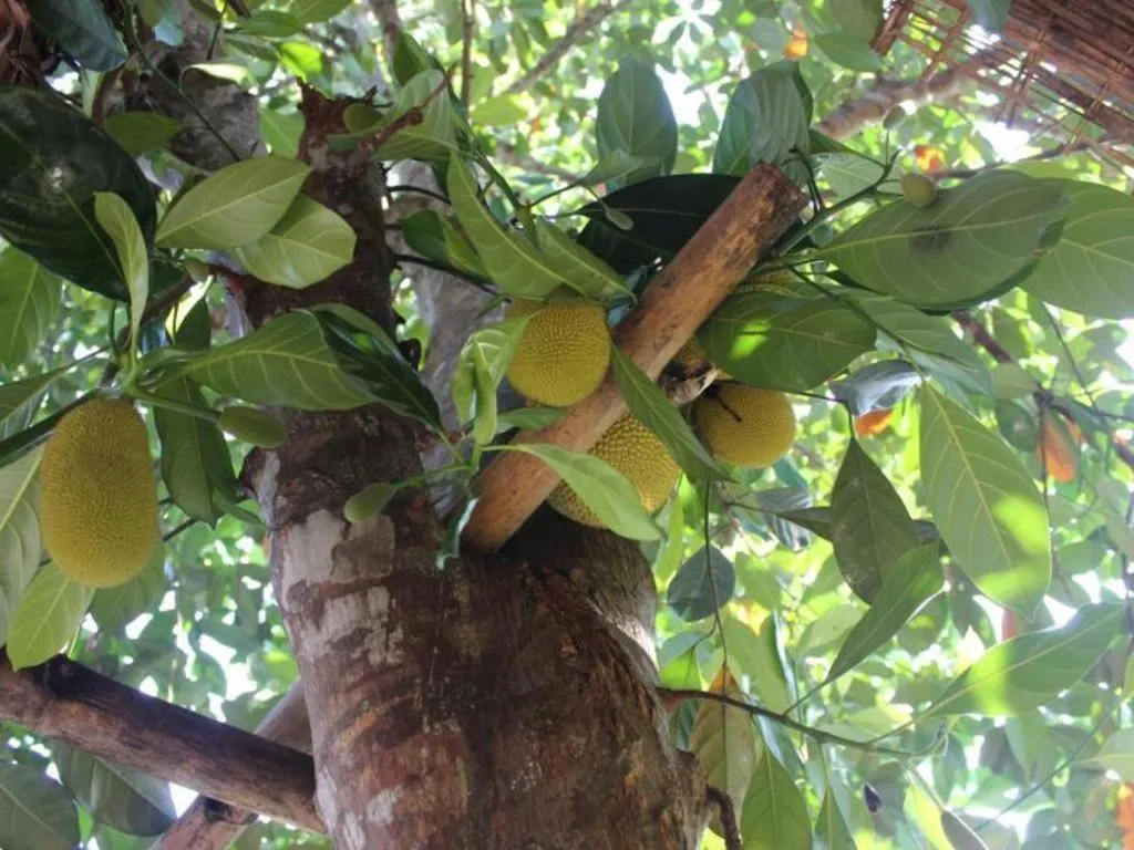 Pepper Farm Phu Quoc Bungalow