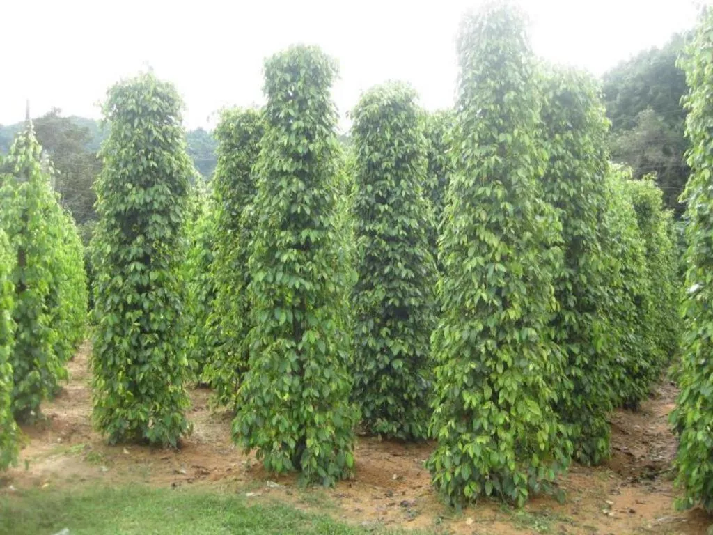 Pepper Farm Phu Quoc Bungalow