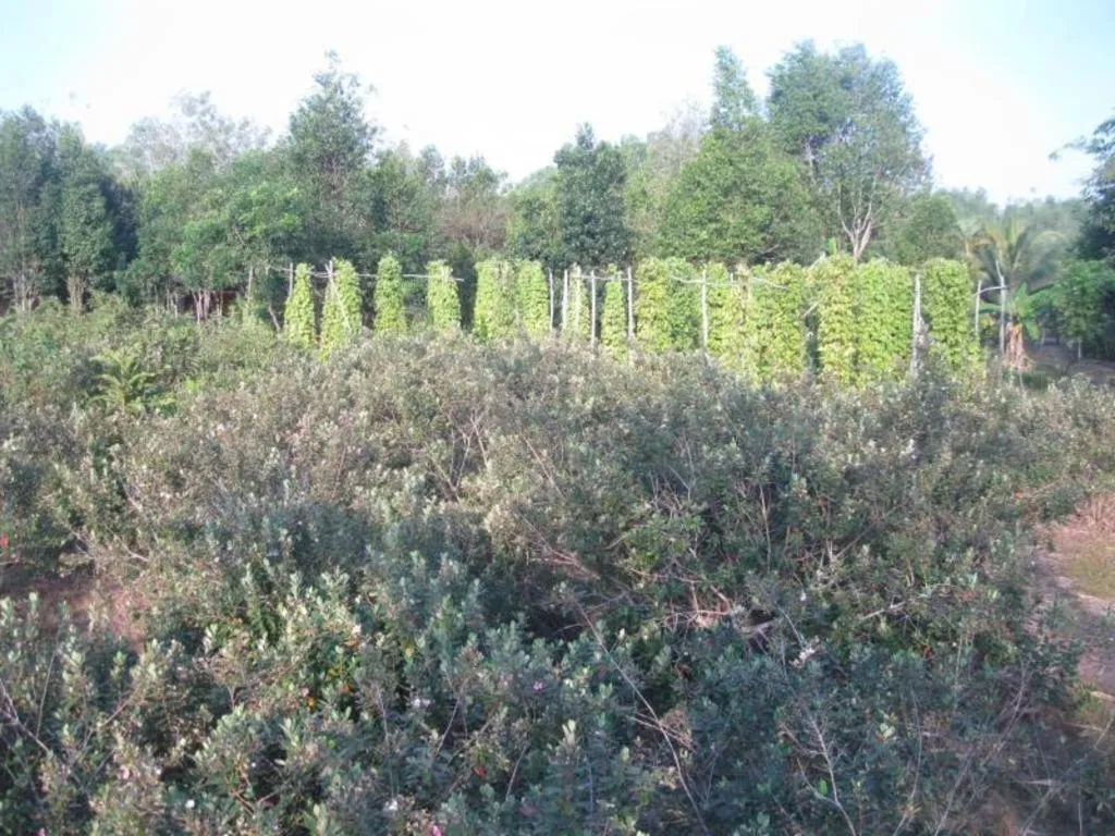 Pepper Farm Phu Quoc Bungalow