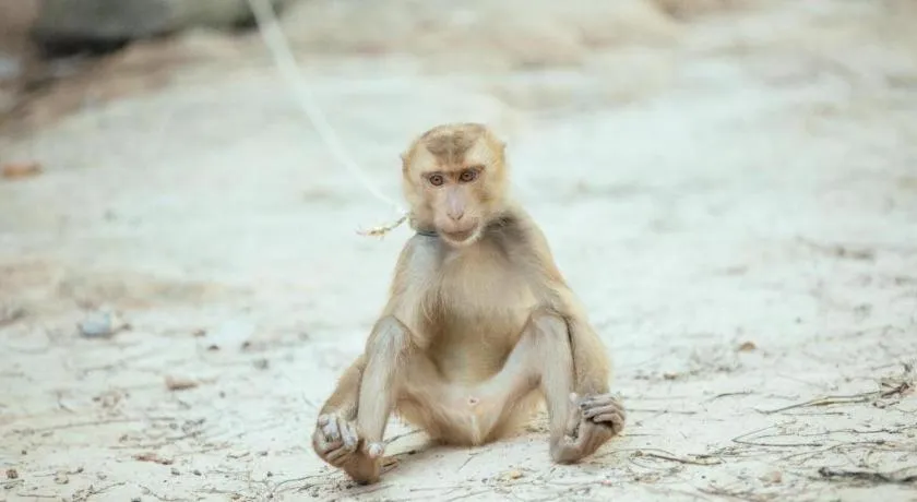 Lanta Darawadee Resort