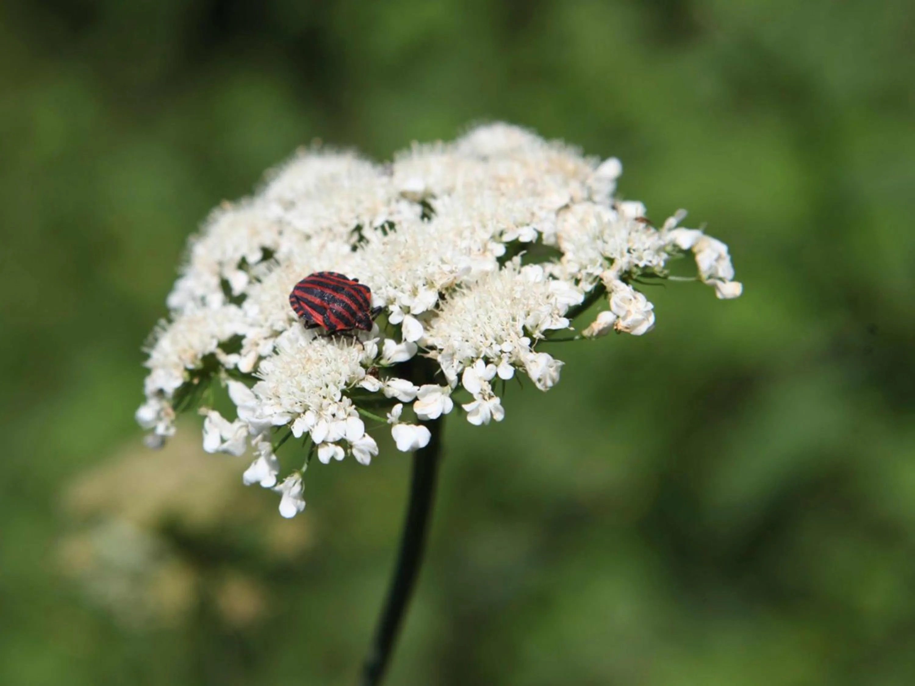 Spring in Sapanca Kırsal Silence