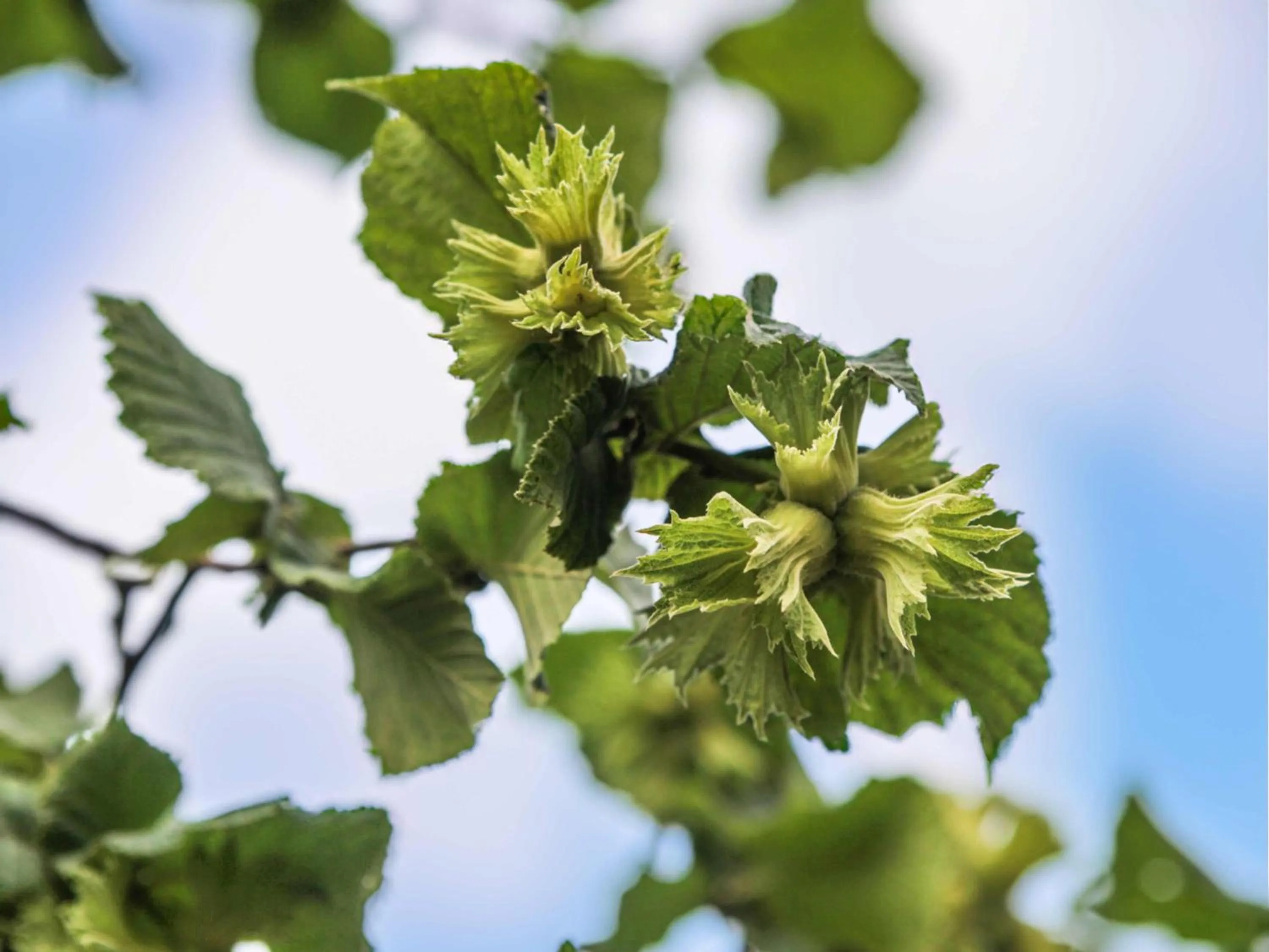 Spring in Sapanca Kırsal Silence
