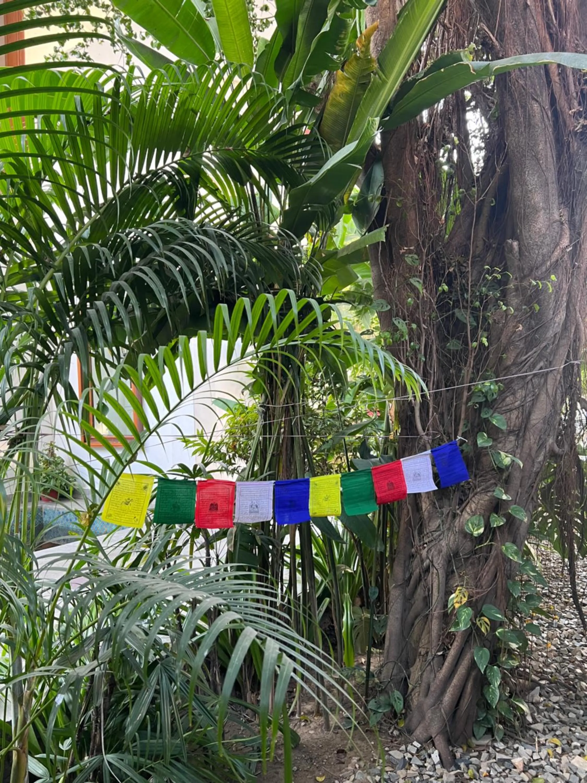 Garden in Club De Novo Hotel