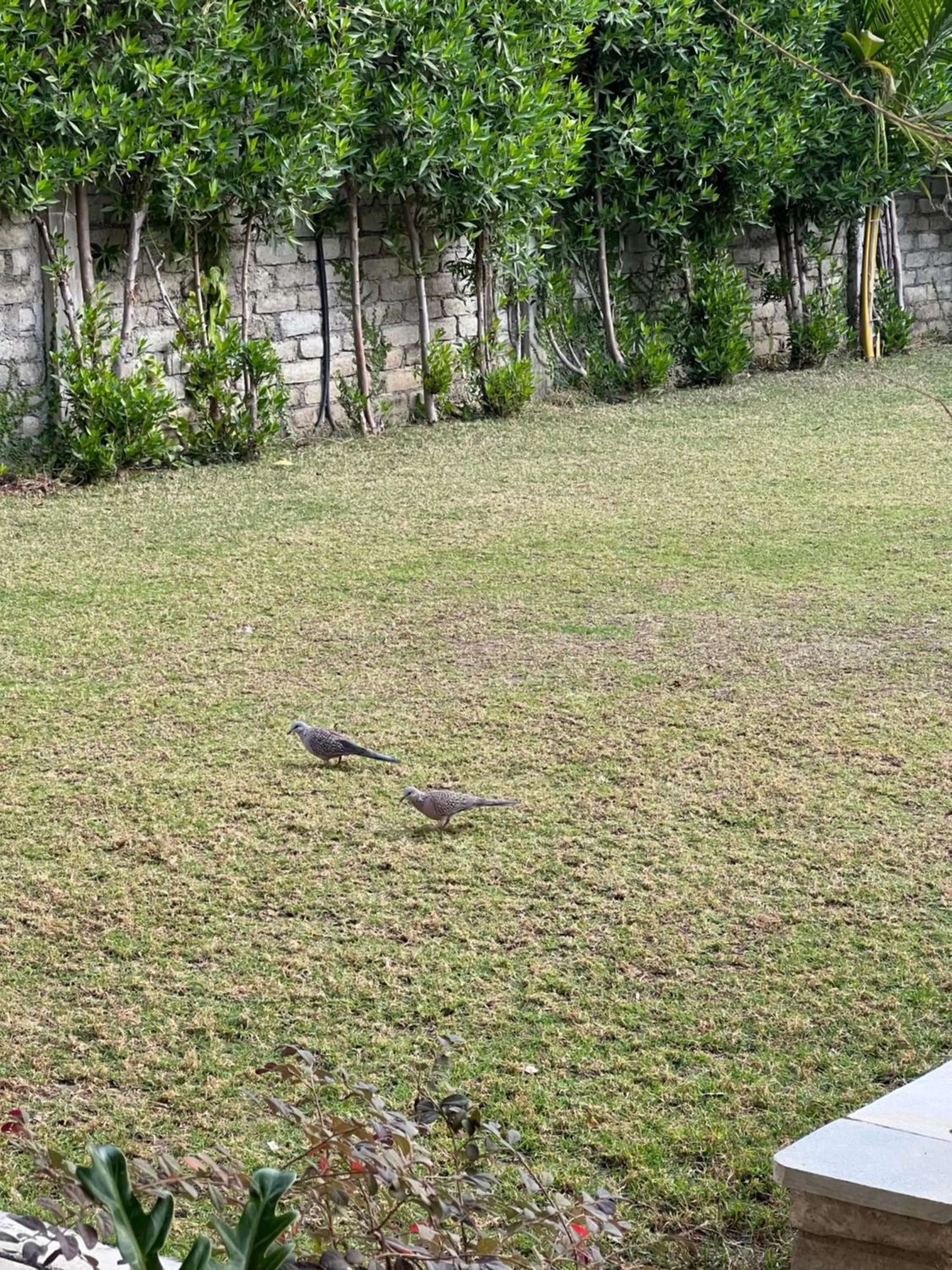 Garden in Club De Novo Hotel