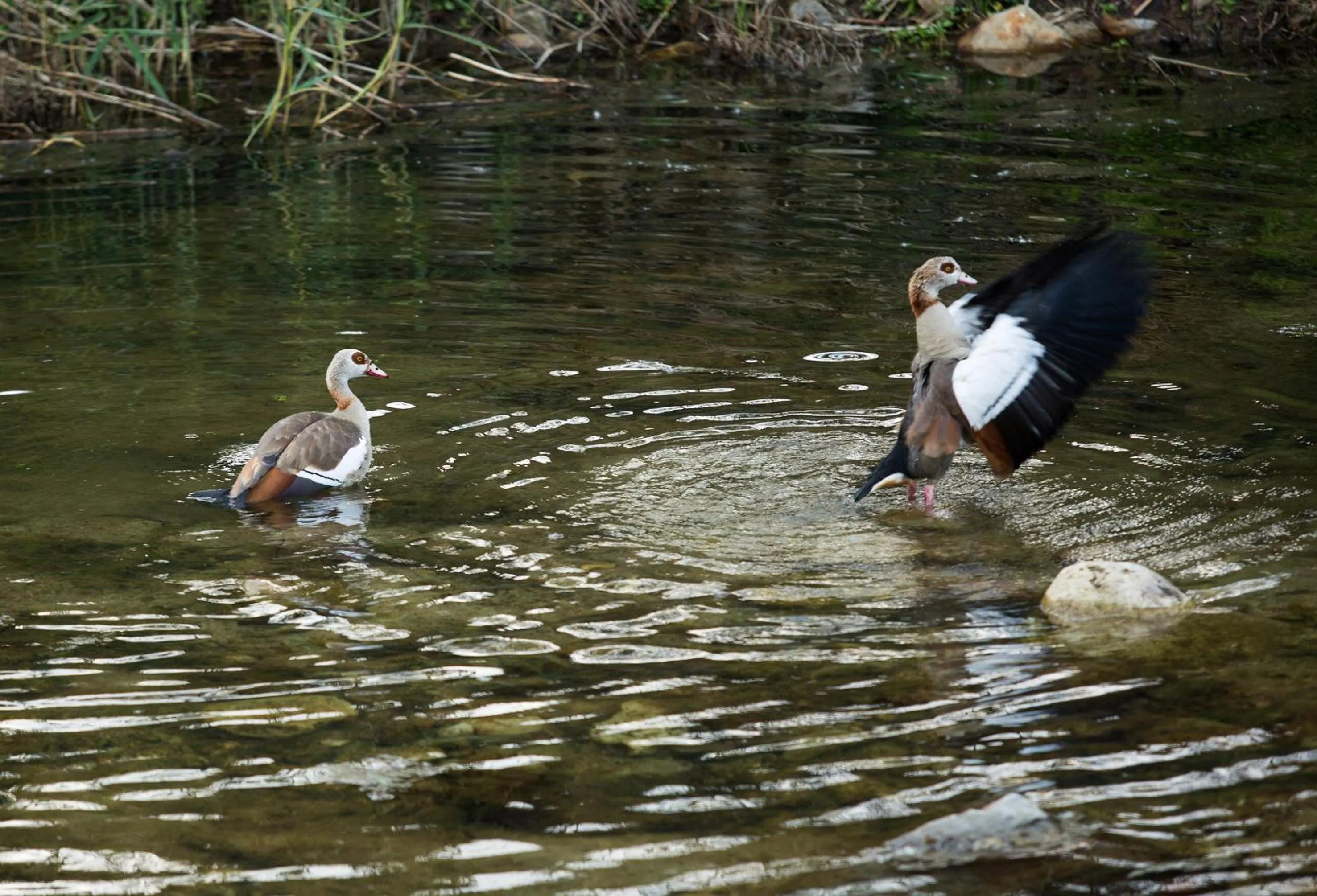 Garden in In Abundance Guest House