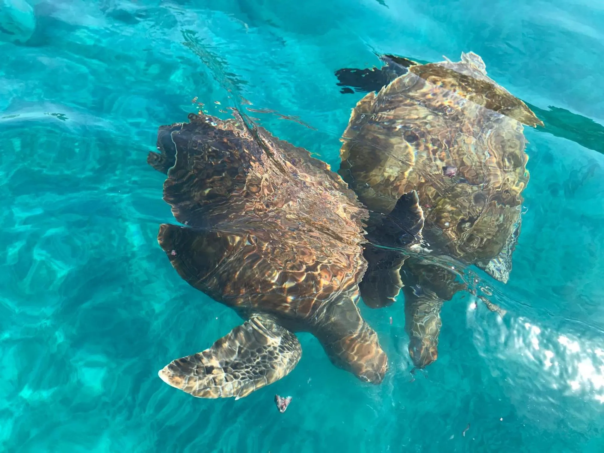 Entertainment in Aquiles Eco Hotel