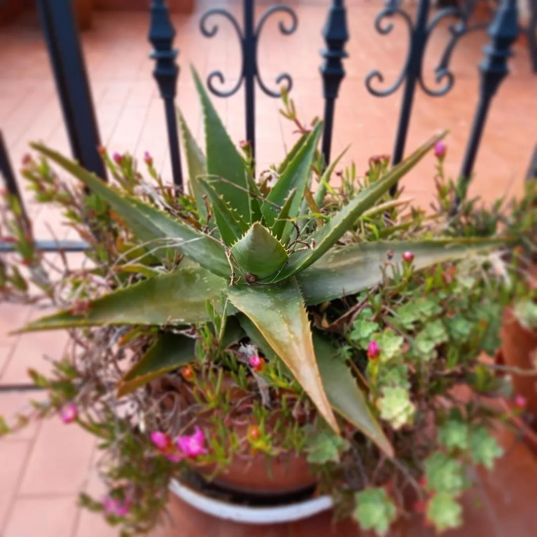 Decorative detail in Hotel Eutimio