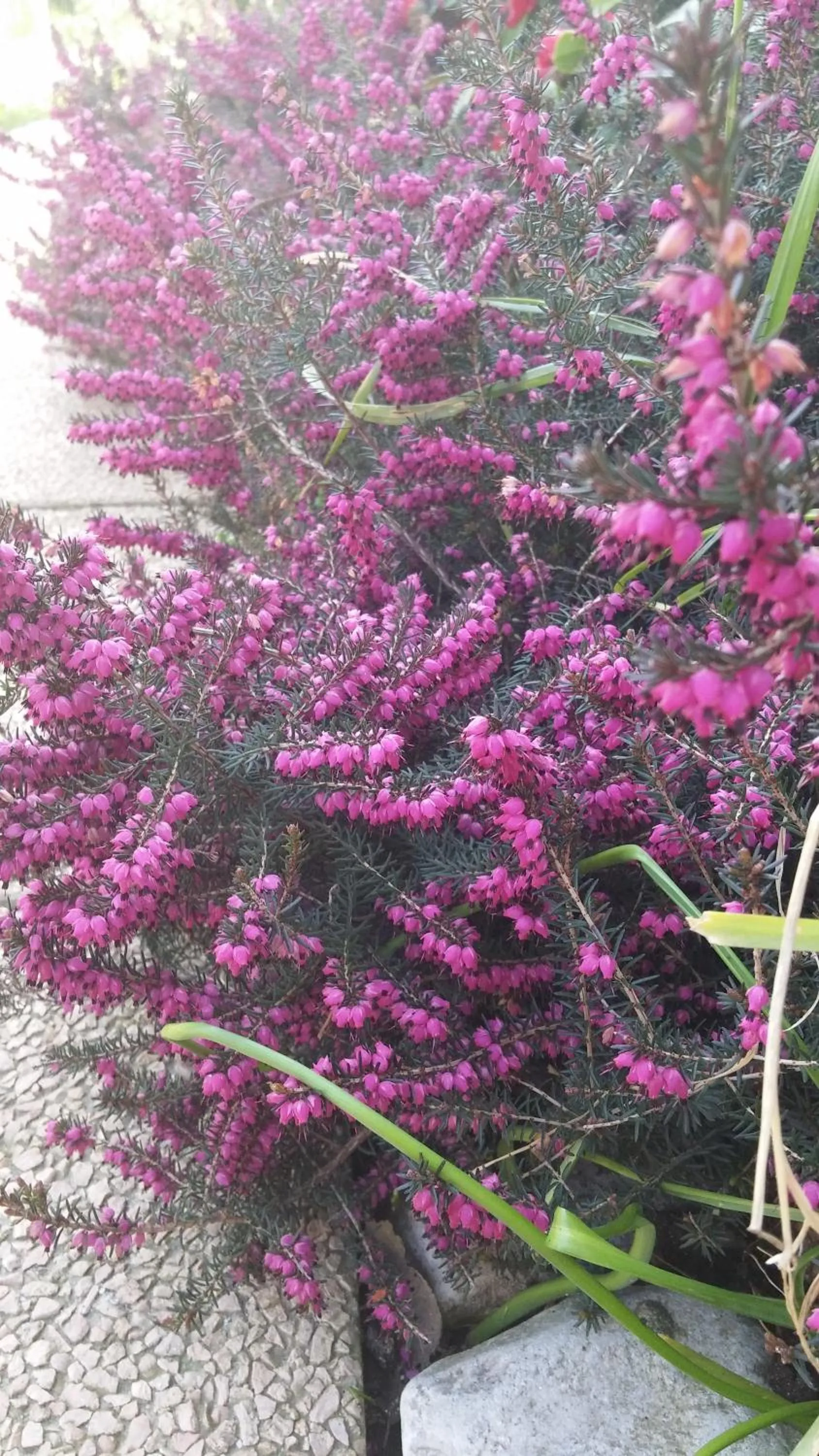 Garden view in Dream