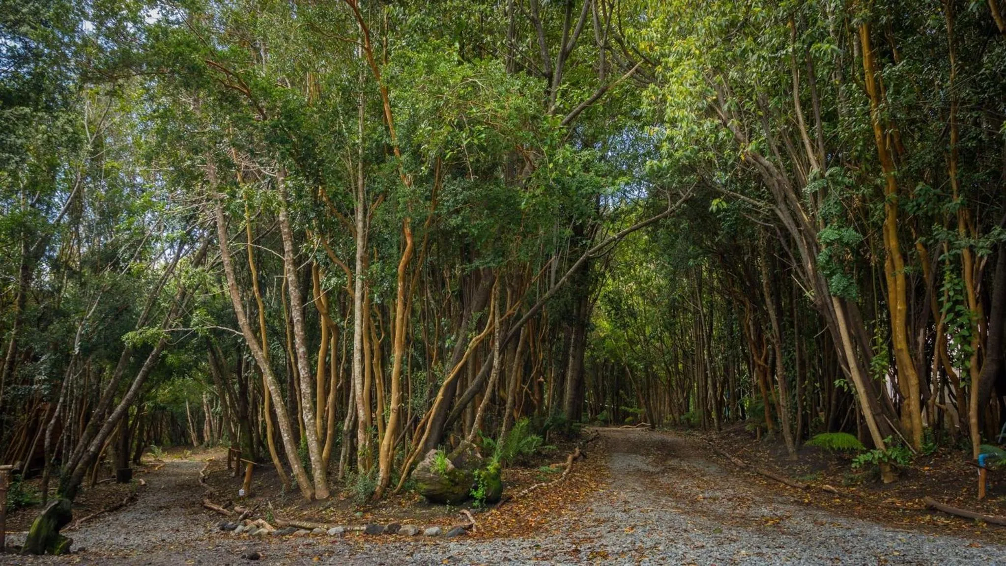 Natural landscape in Cabañas Ensenada Bosque Nativo
