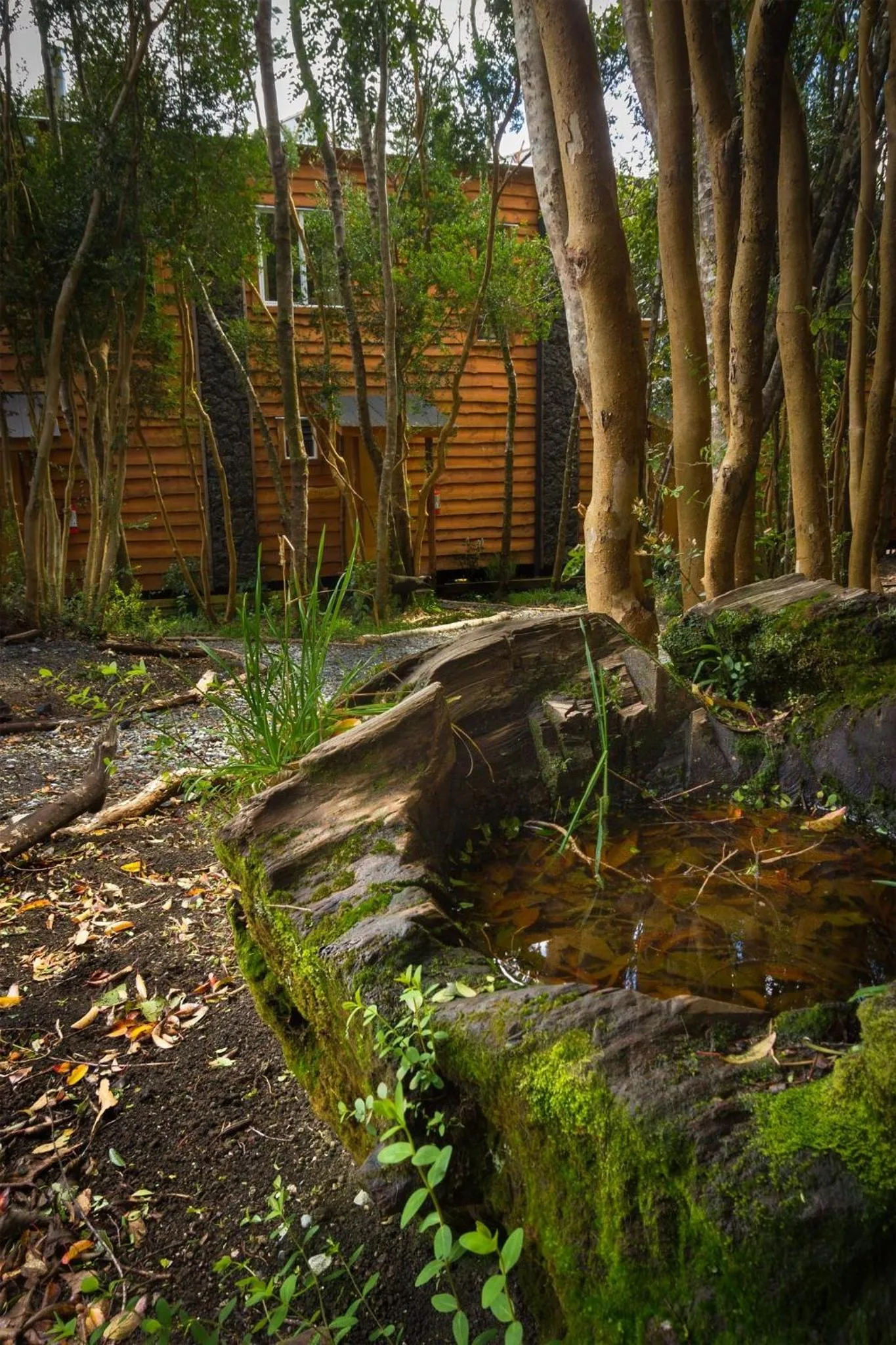 Natural landscape in Cabañas Ensenada Bosque Nativo