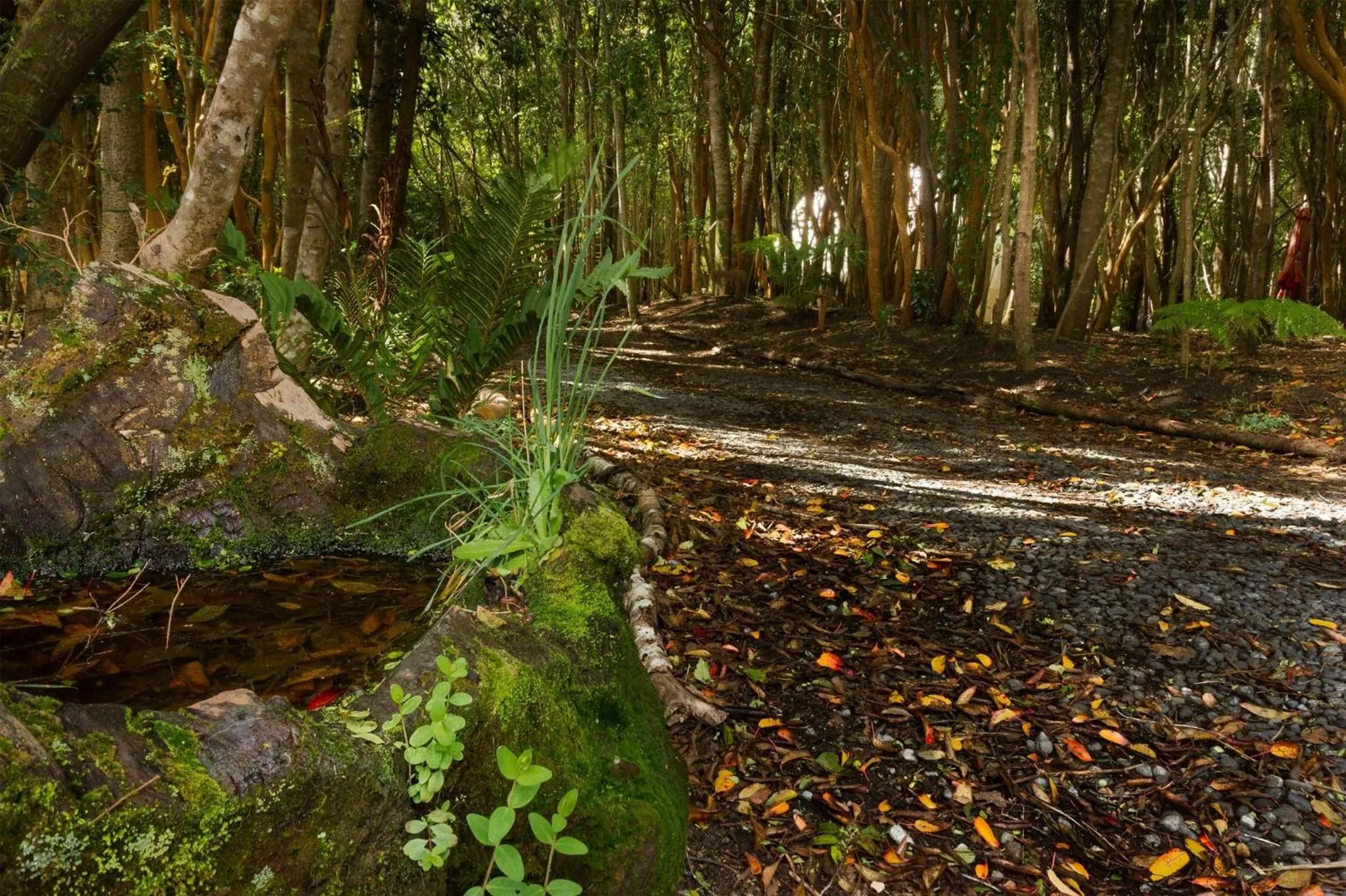 Natural landscape in Cabañas Ensenada Bosque Nativo