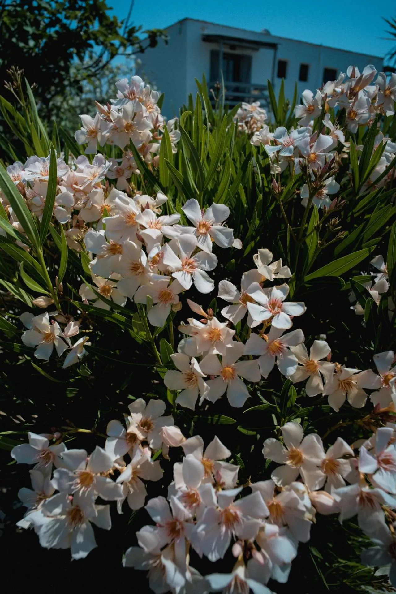 Garden in Soros Beach Antiparos