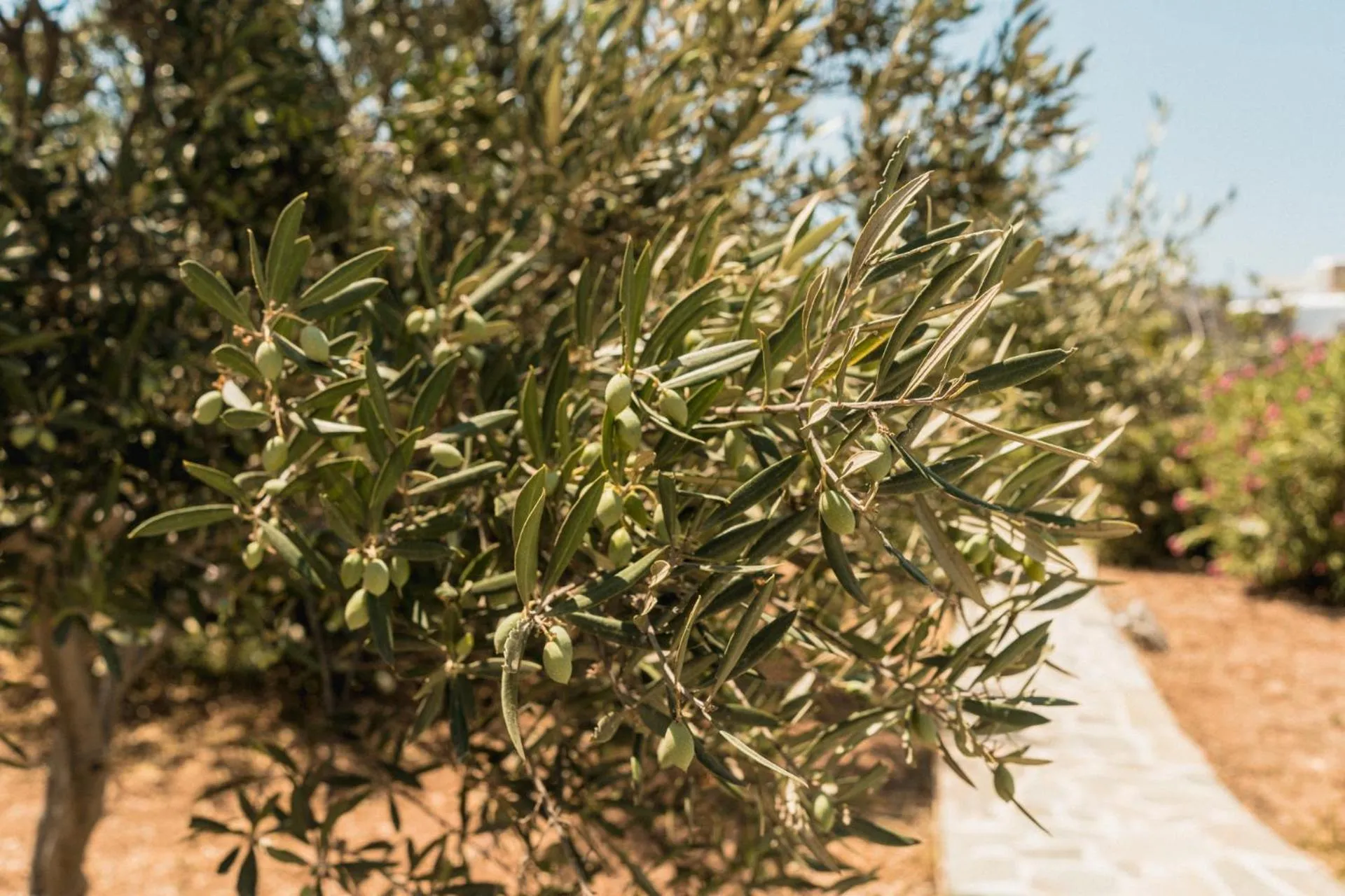 Garden in Soros Beach Antiparos
