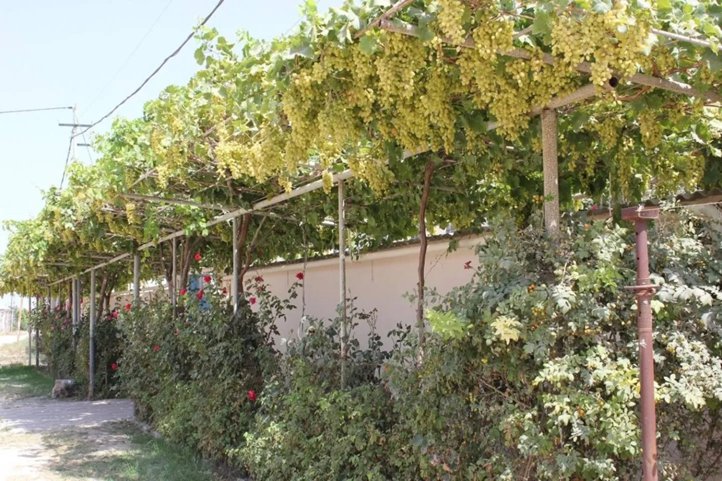 Garden view in Hasanovs Villa
