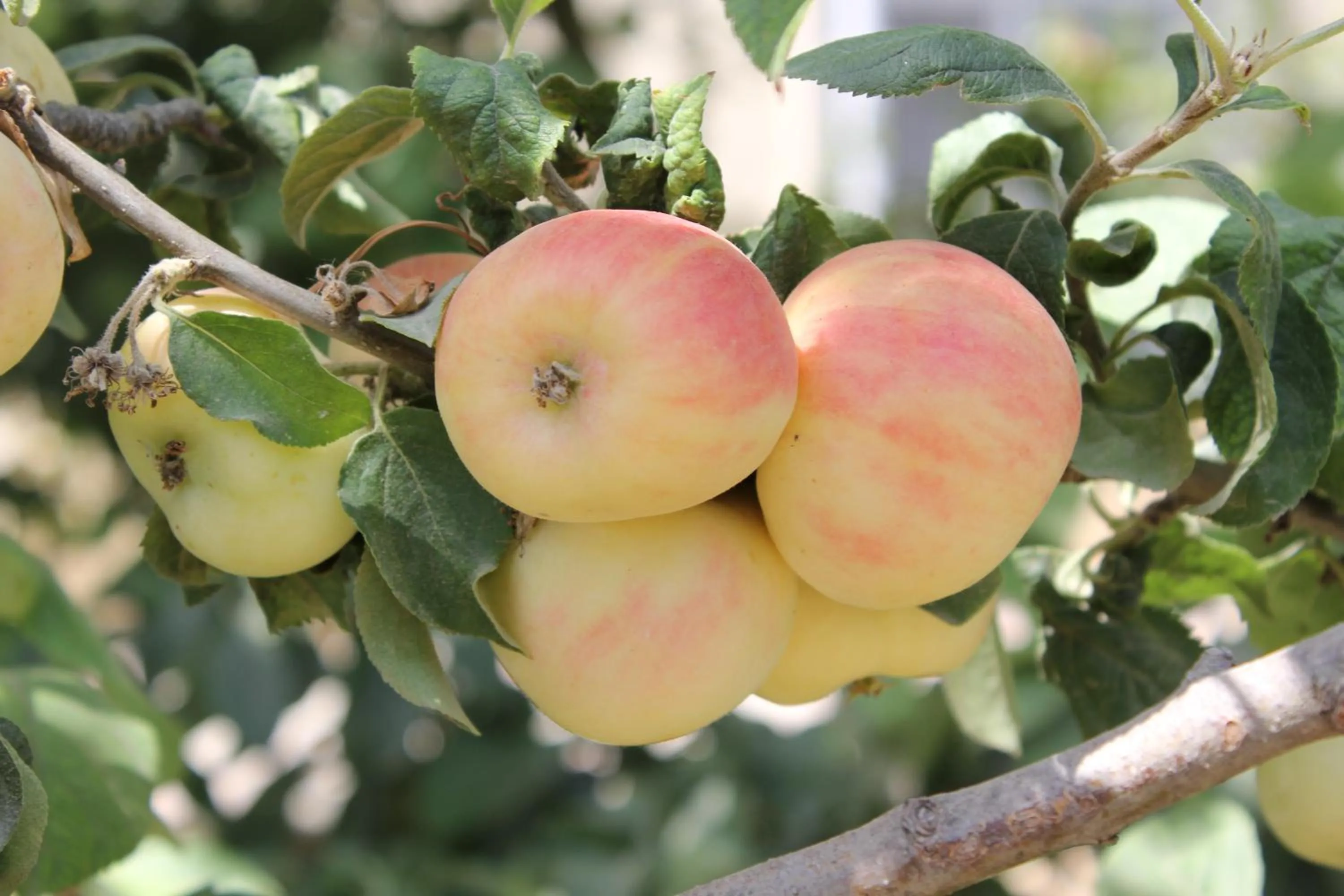 Garden in Hasanovs Villa