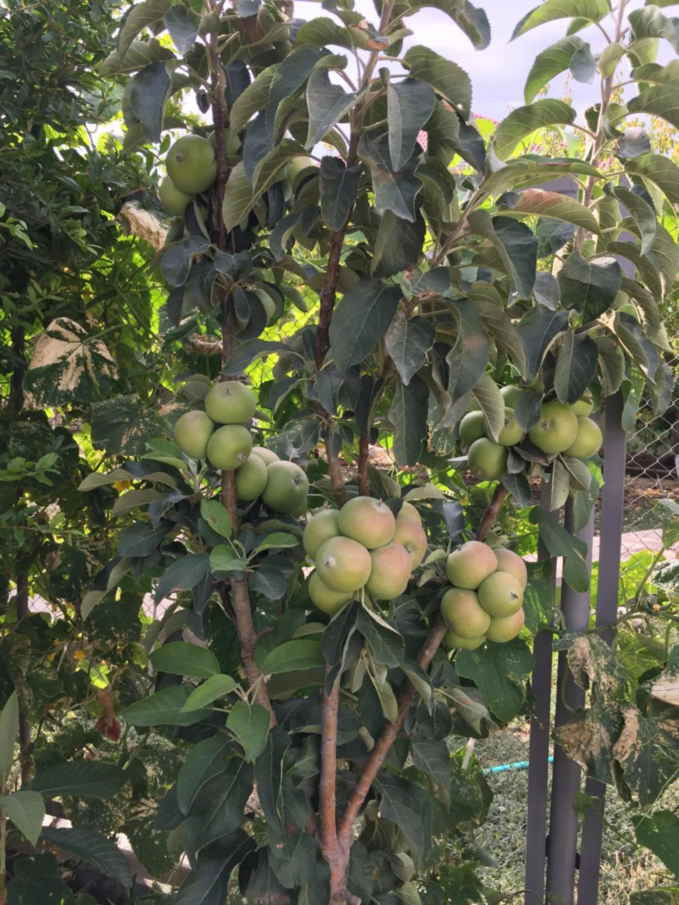 Garden in Hasanovs Villa