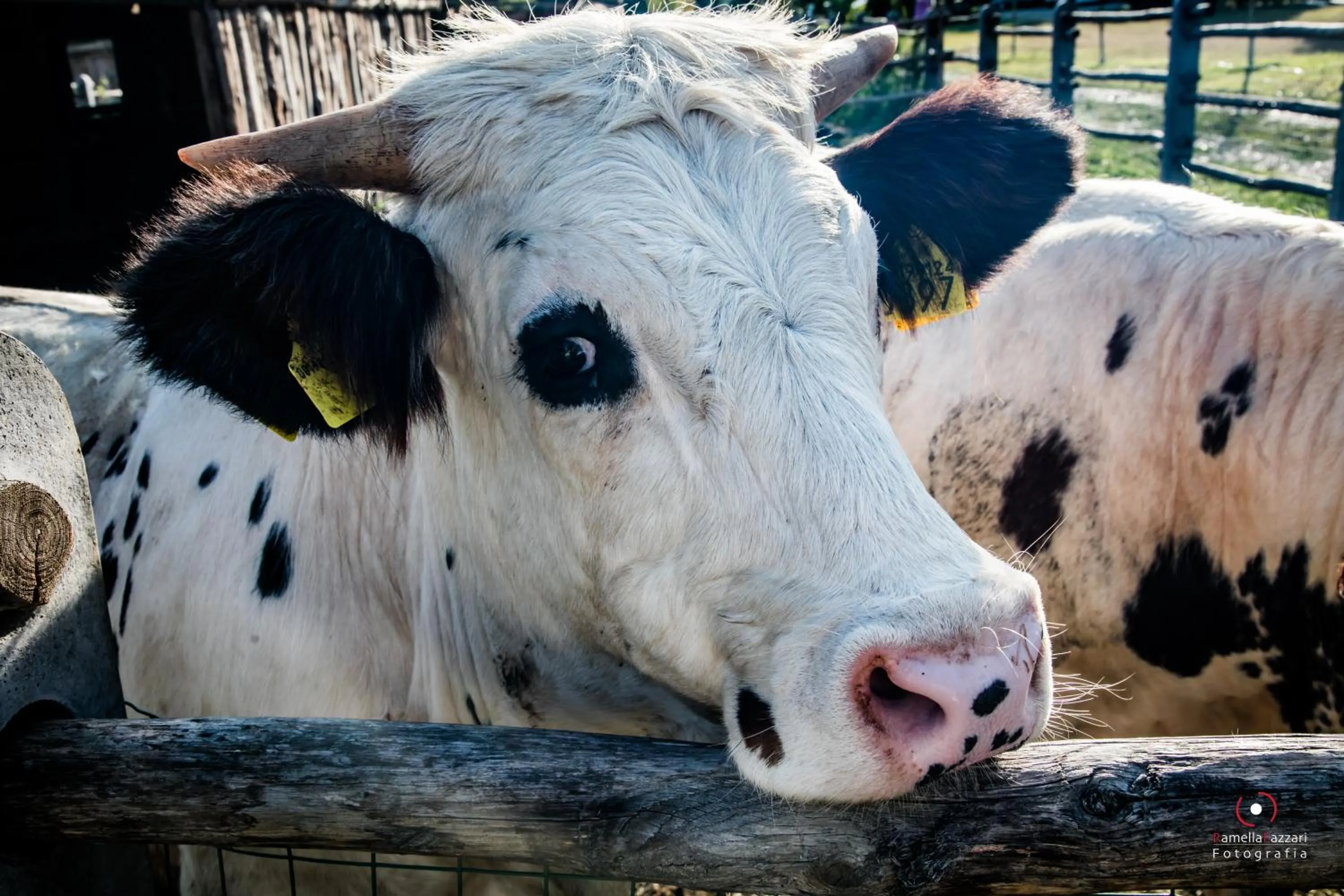 Agriturismo Parco Campofelice