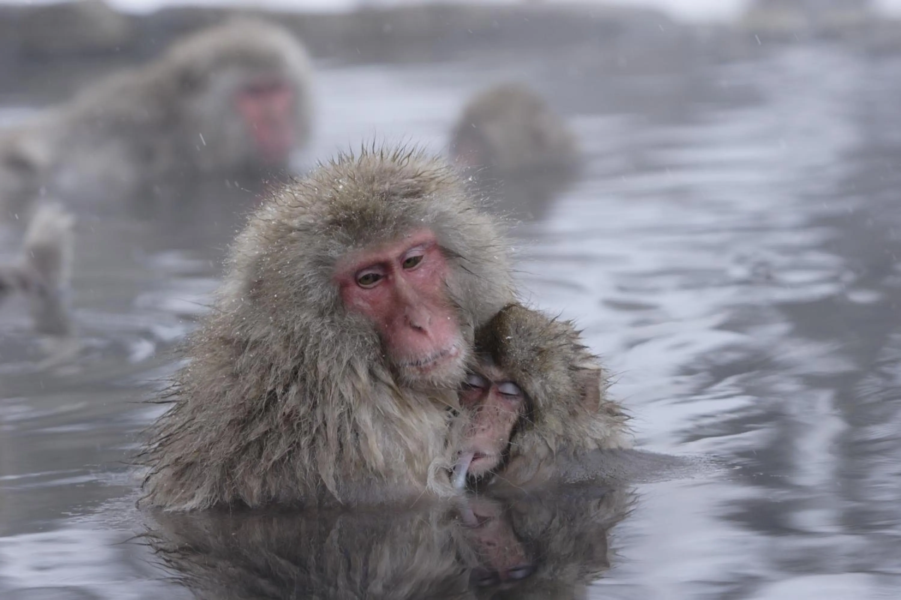 Off site in Senjukaku