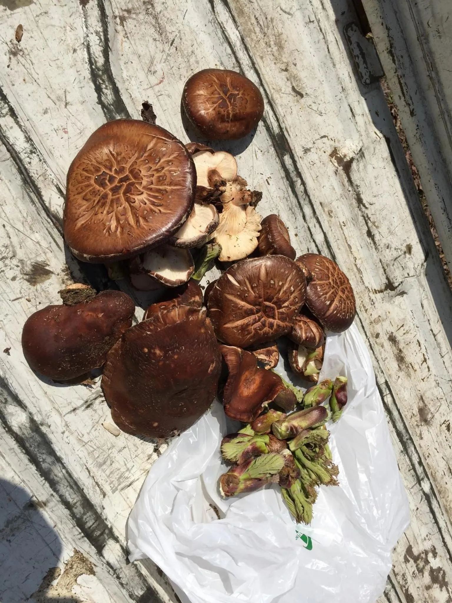 Activities in Nojiri Lake Resort