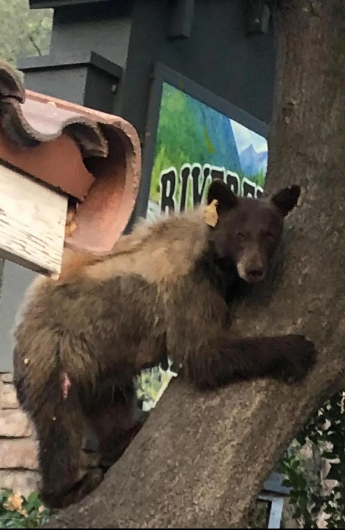 Animals in Sequoia River Front Cabins