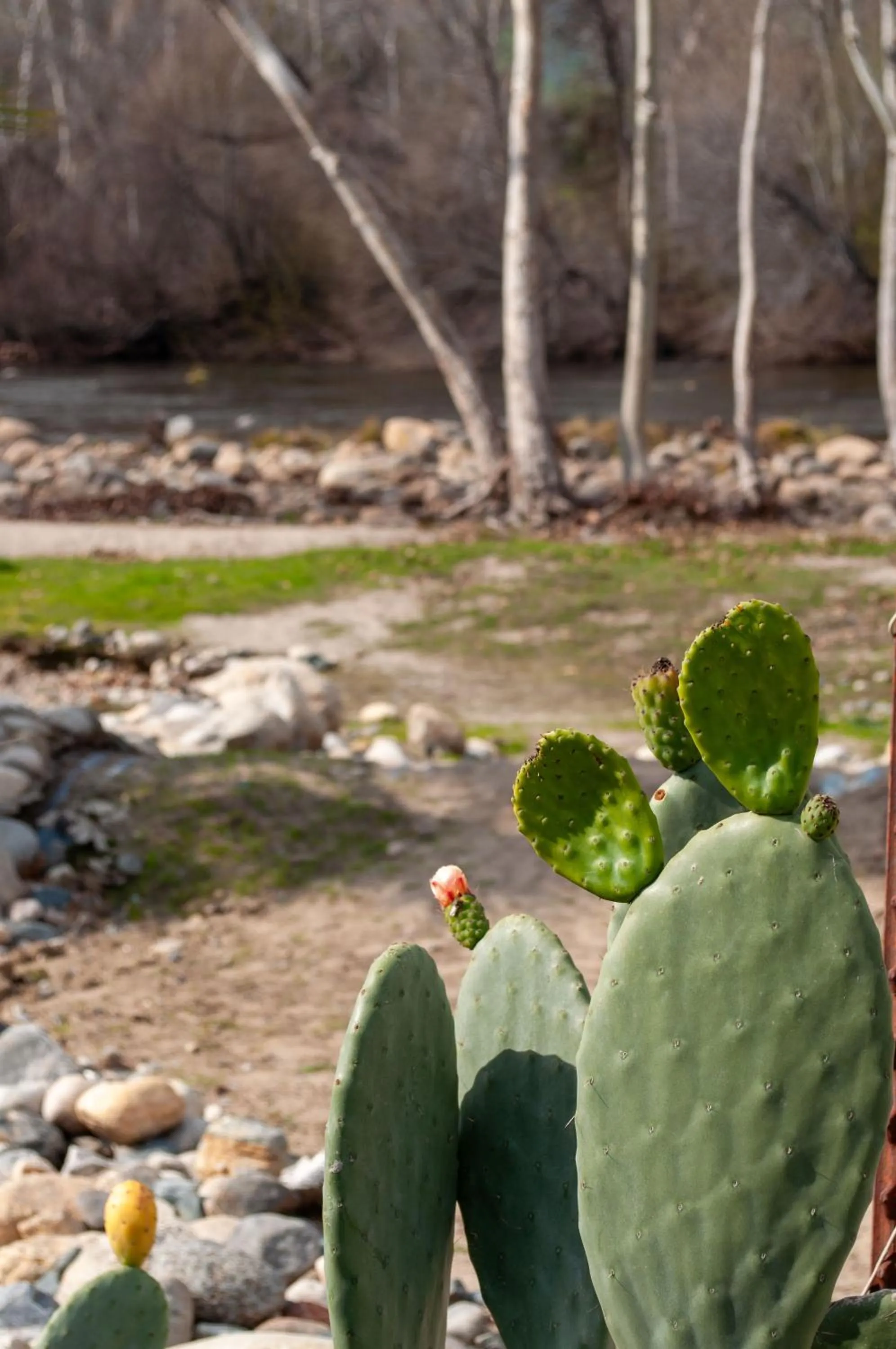 Natural landscape in Sequoia River Front Cabins
