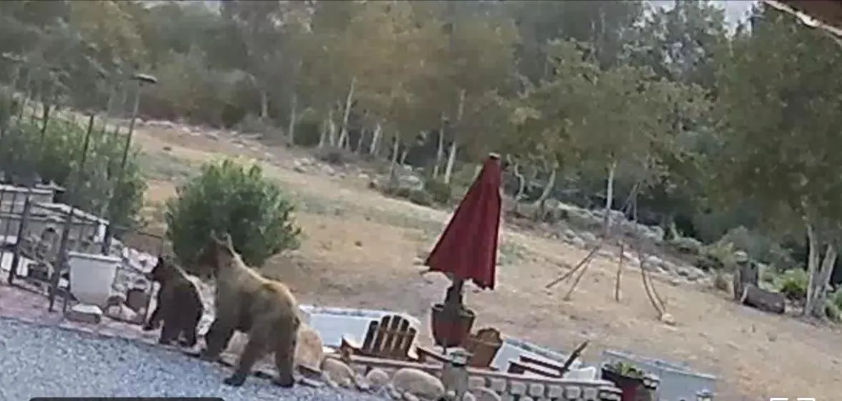 Animals in Sequoia River Front Cabins