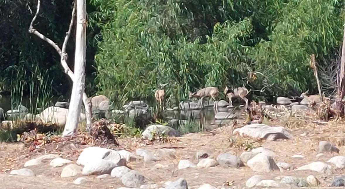 Natural landscape in Sequoia River Front Cabins