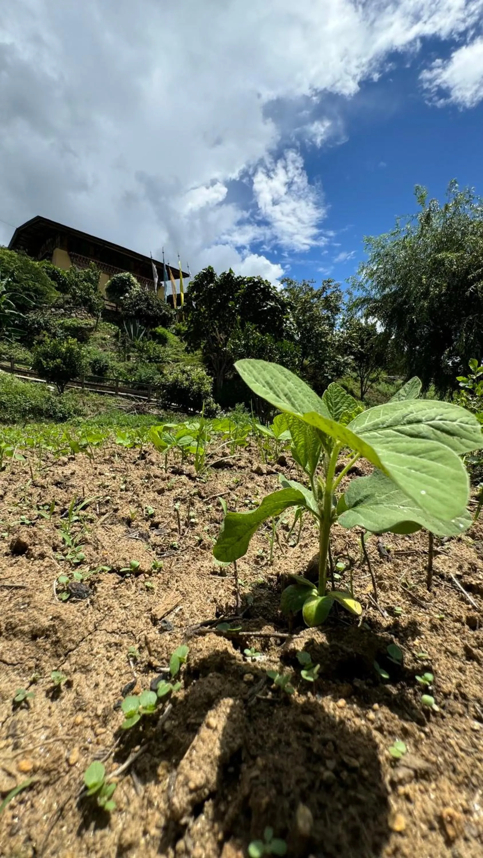 Garden in Wangdue Ecolodge
